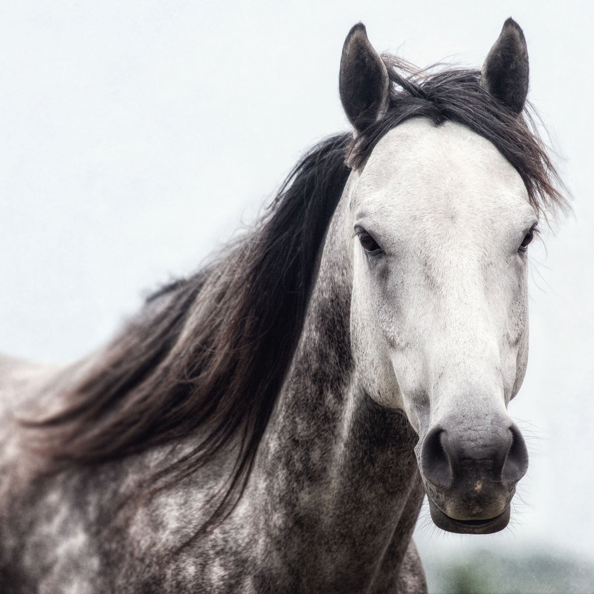 Farmhouse Wall Art Mare Horse