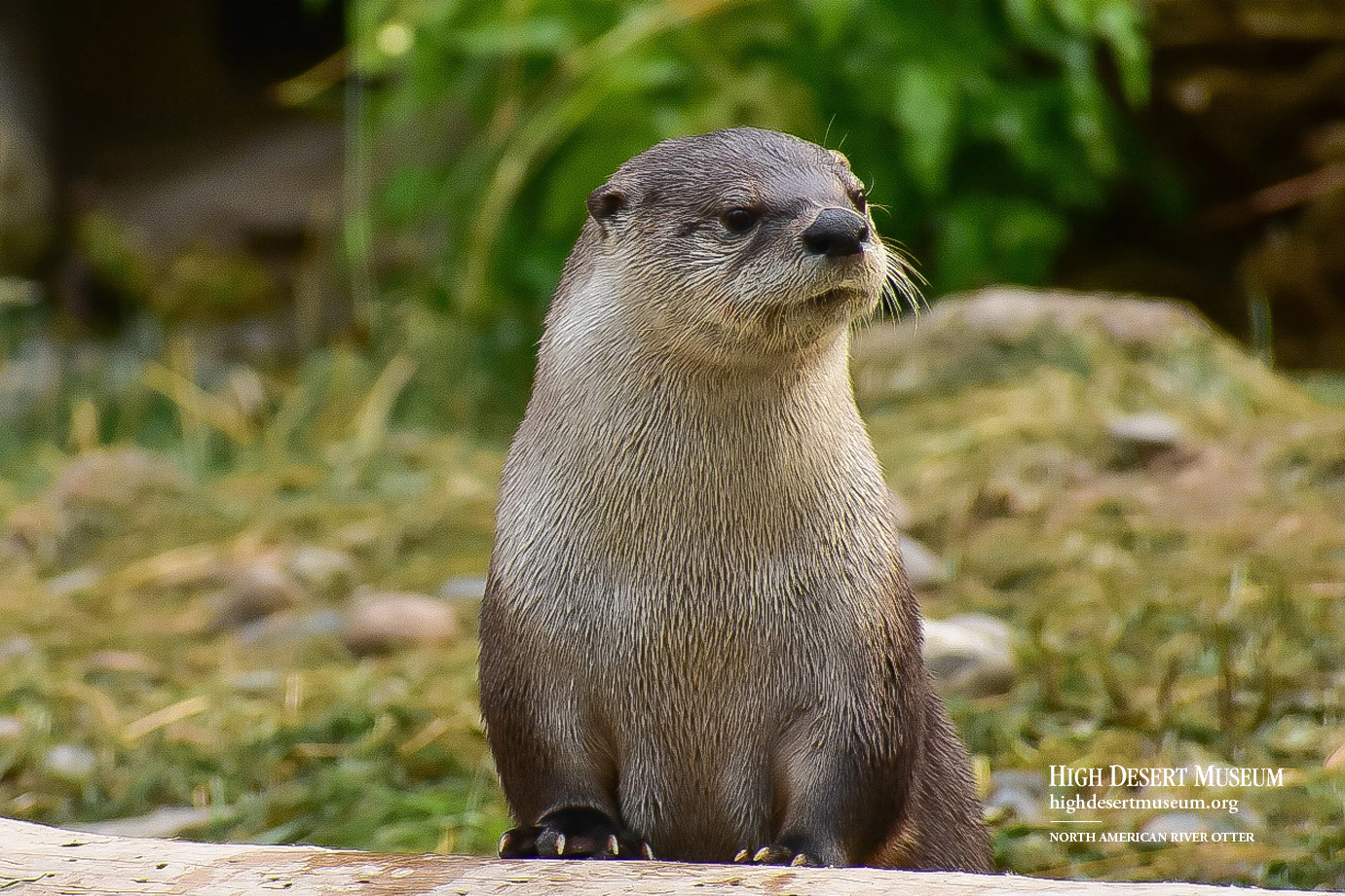 Otter Wallpaper Desert Museum