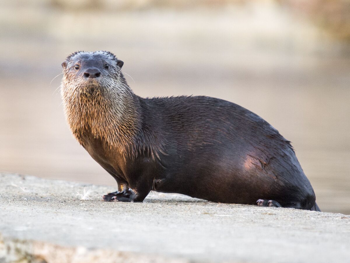 North American River Otter Gallery