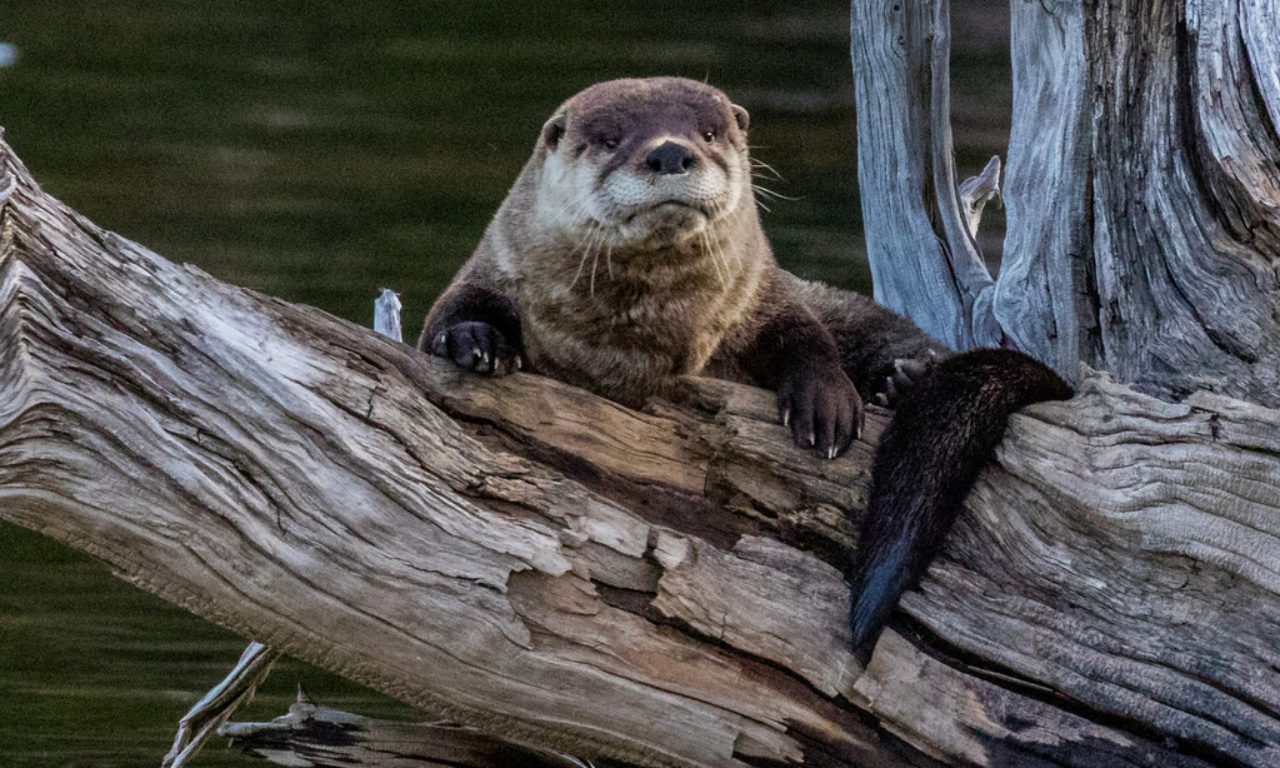 River Otters Swim Home