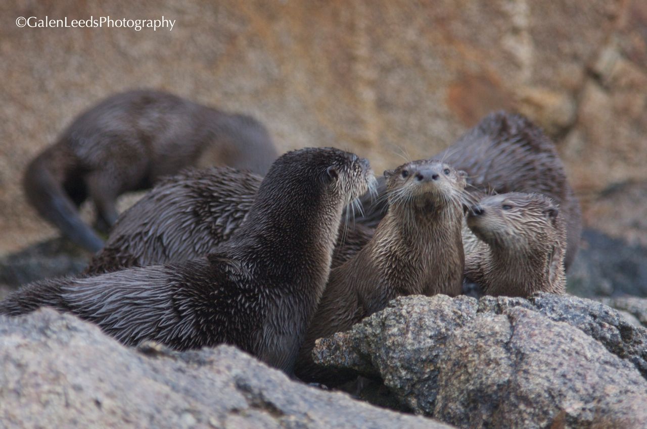 The North American River Otter: An
