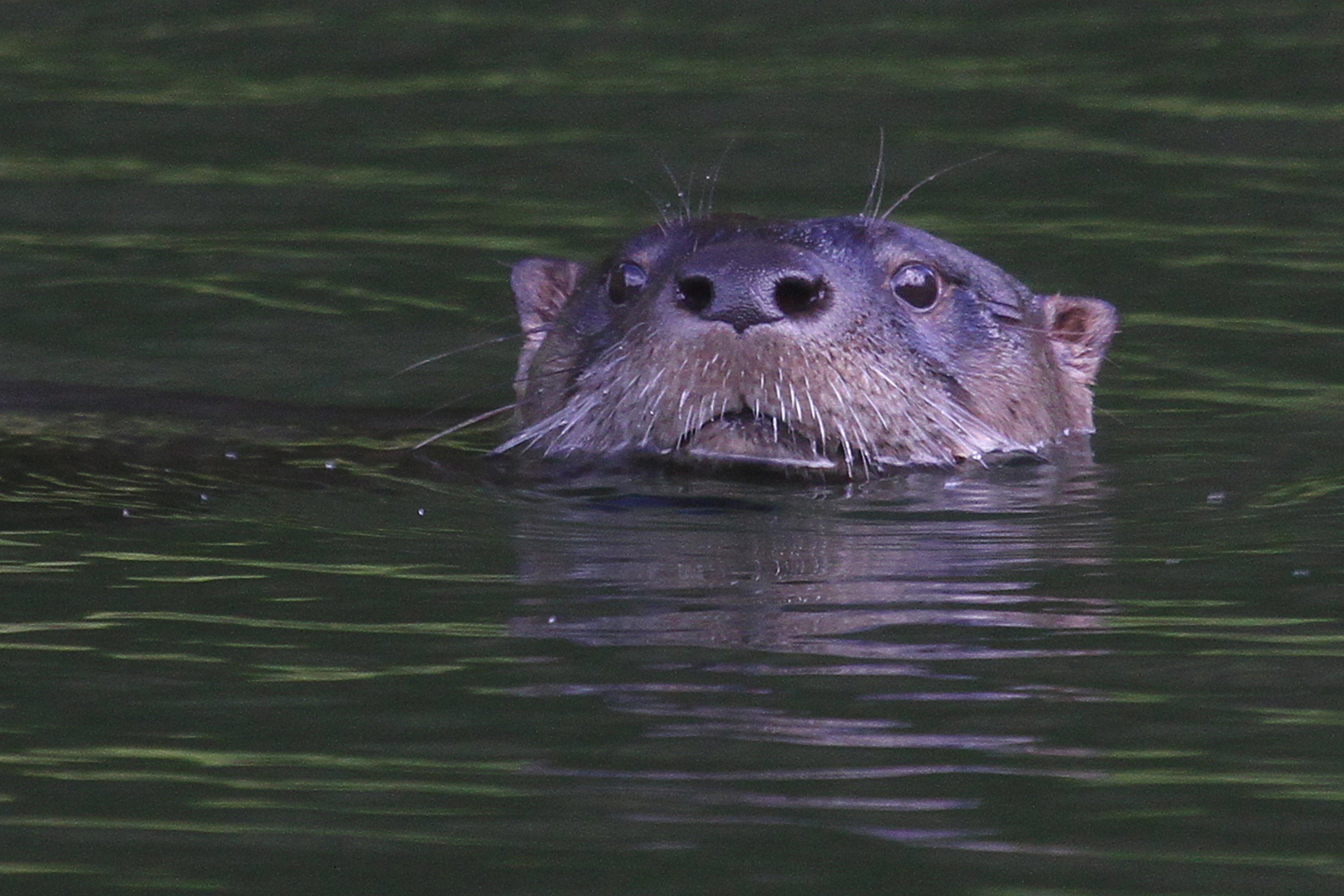 North American River Otter