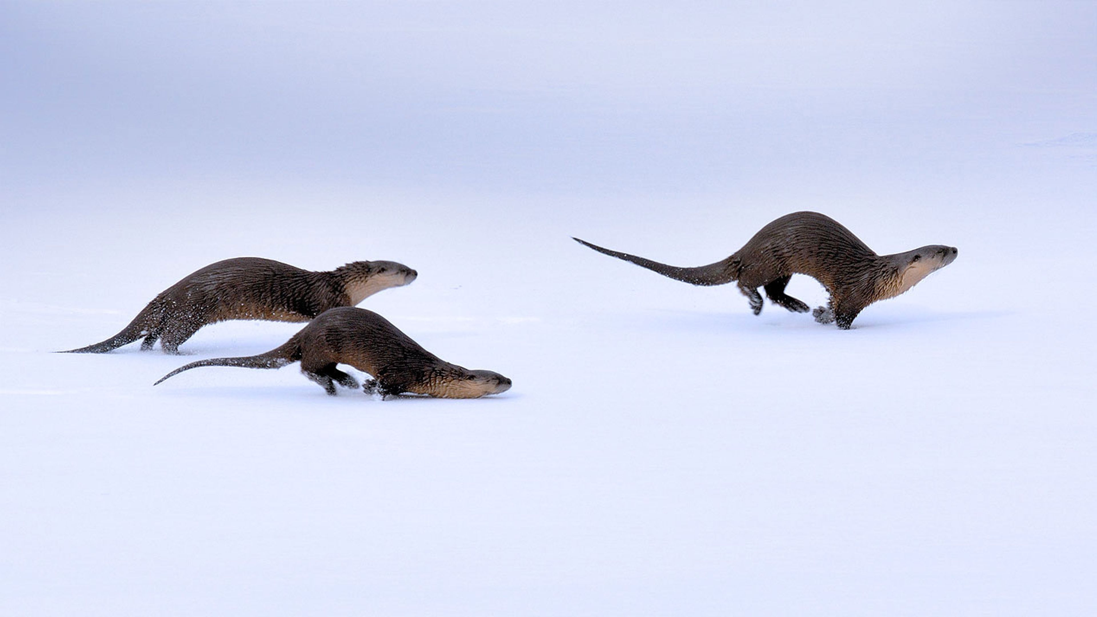 North American river otters