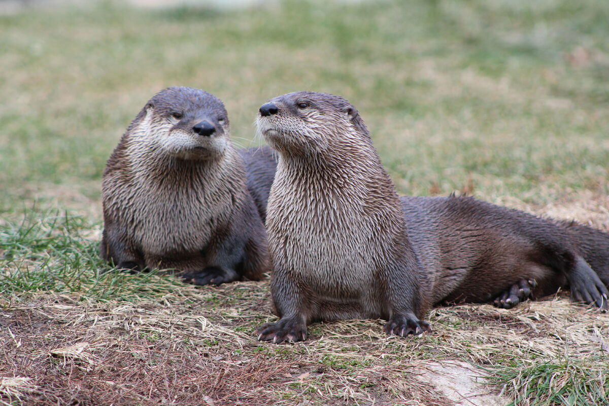 North American River Otter. Creatures
