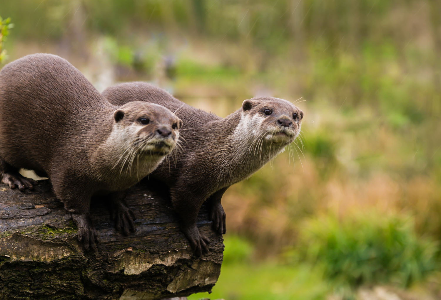 Dive into the World of River Otters