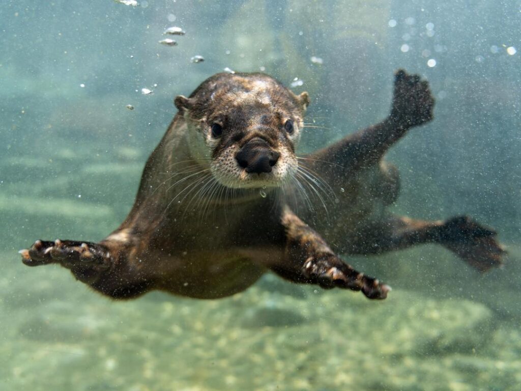 North American River Otters