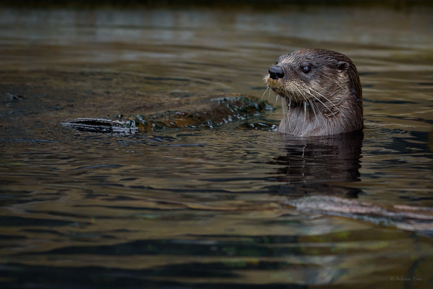 RIVER OTTER