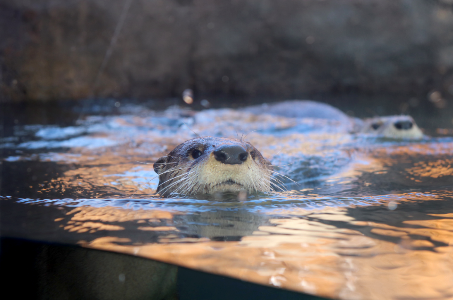 North American River Otters