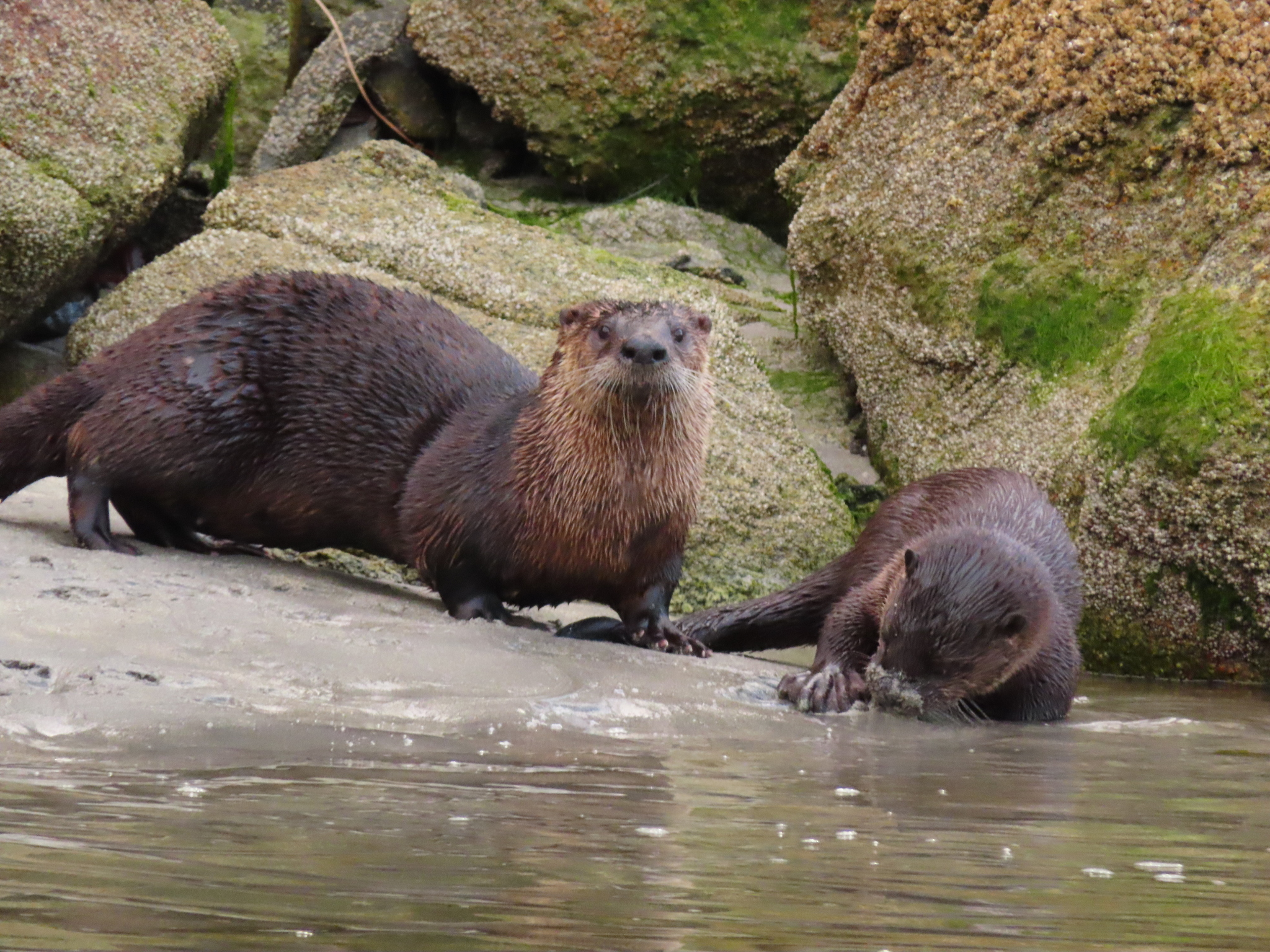 Photos of North American River Otter