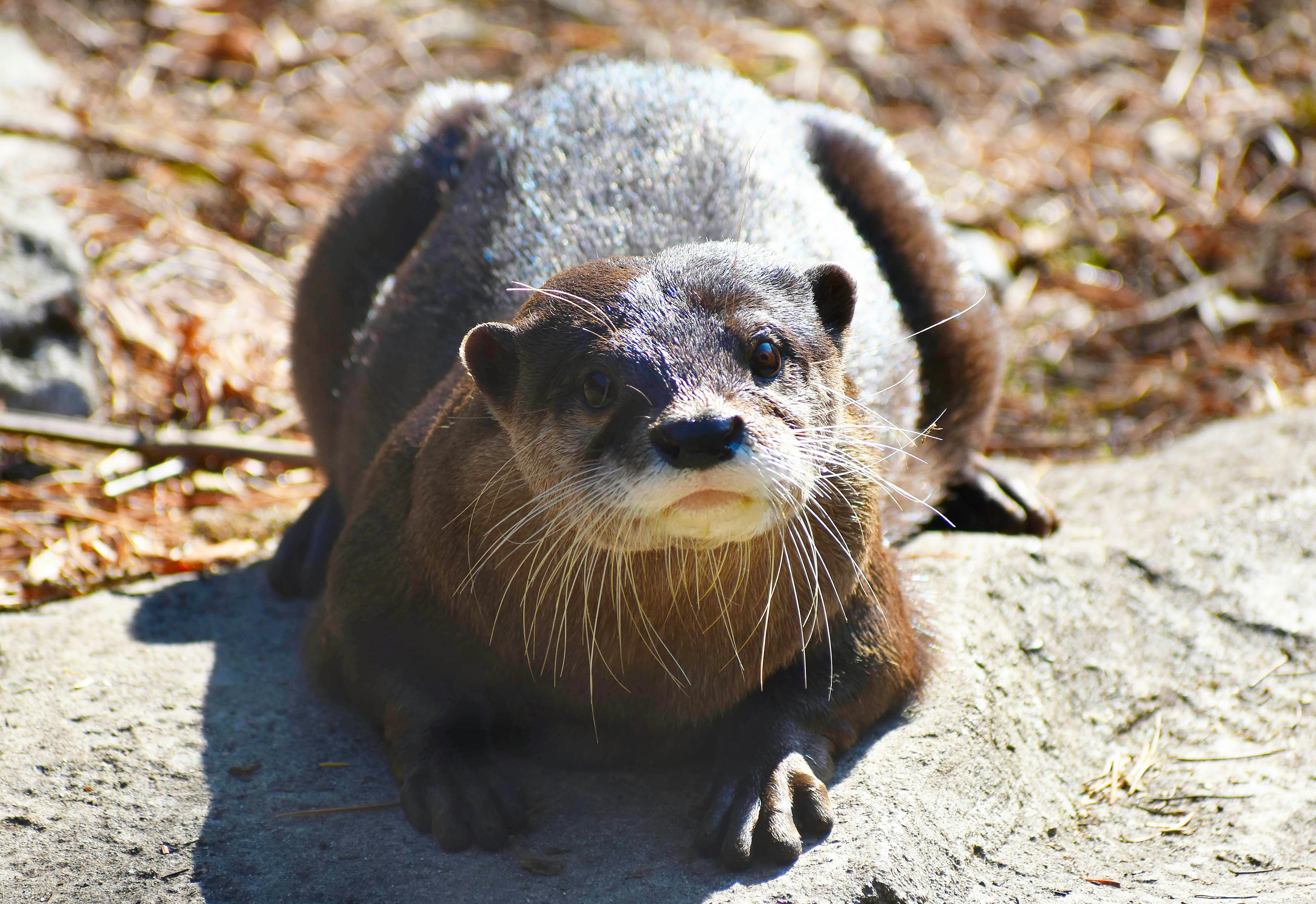 Closeup of a Lying Otter · Free