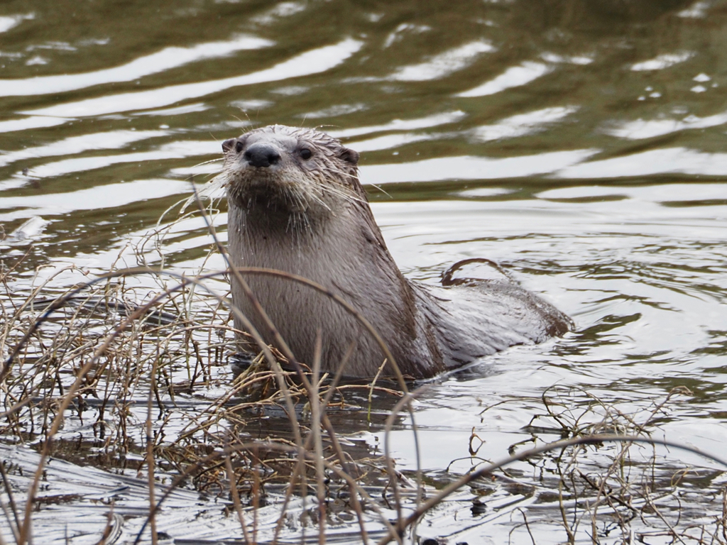 Photos of North American River Otter
