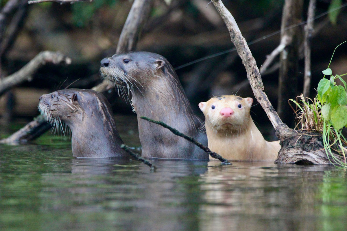 Exceptional River Otter
