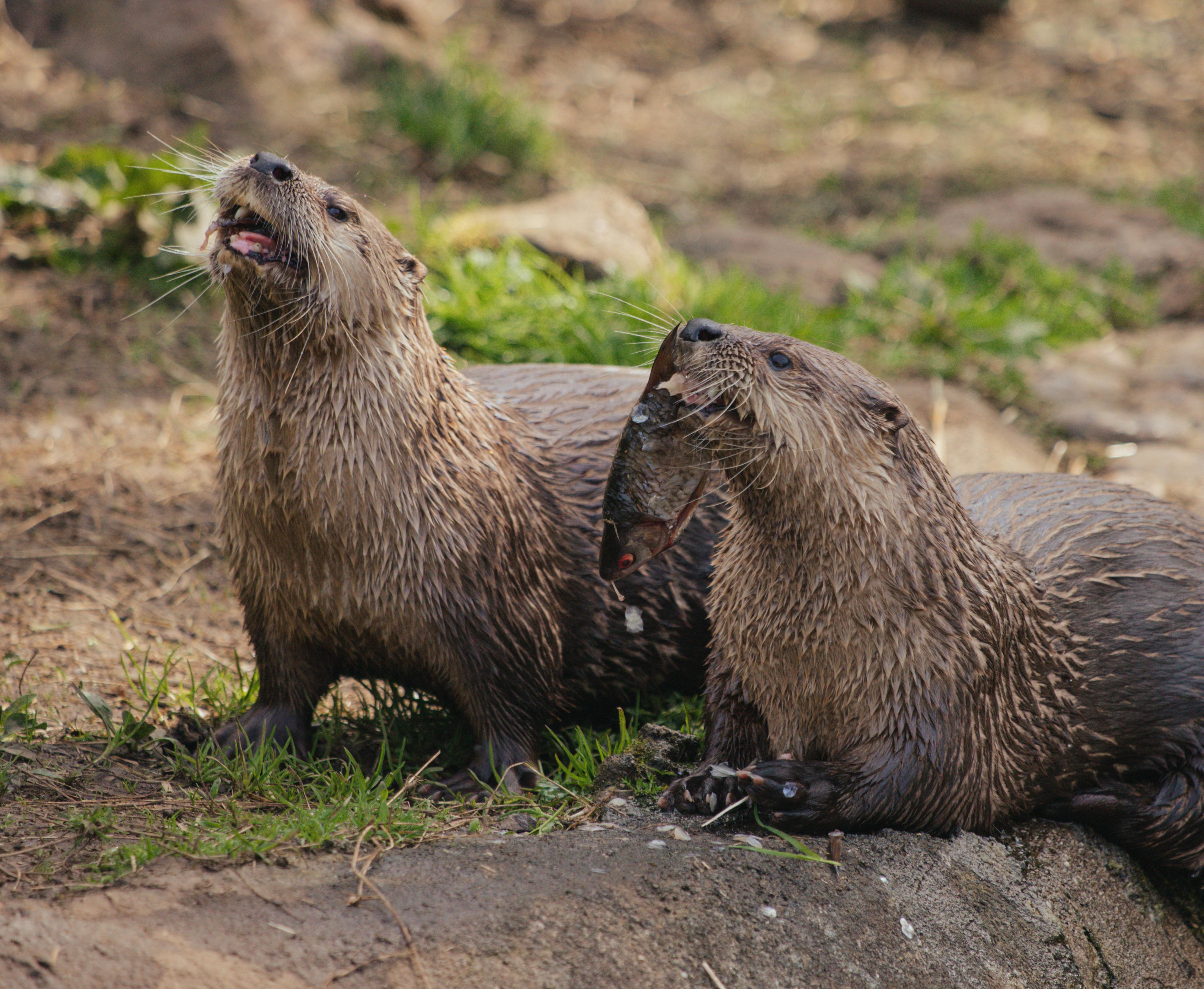 North American River Otter Photo
