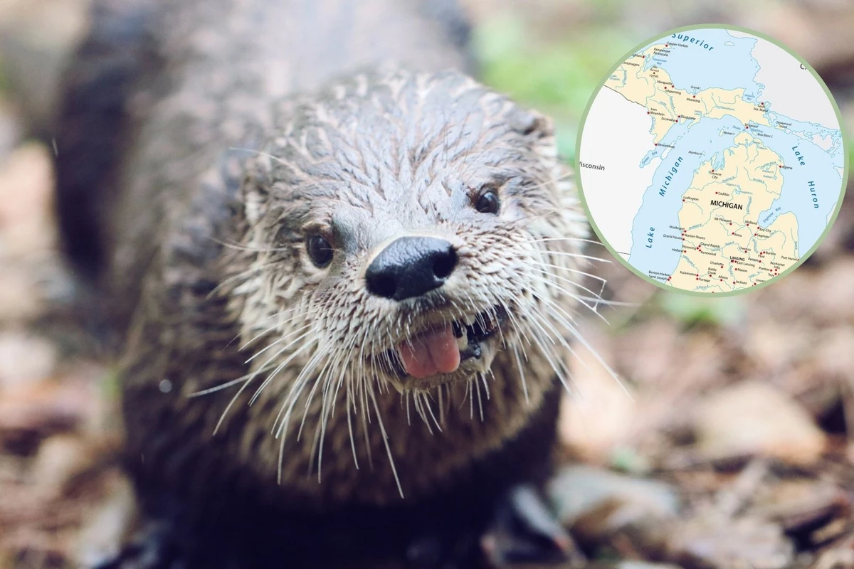 All About Michigan's River Otters