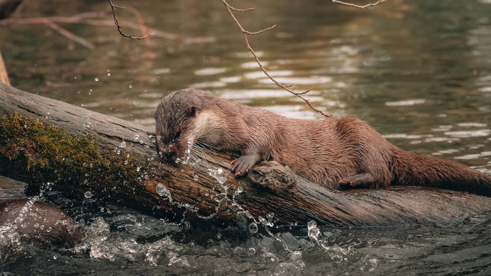 Dolores River Canyonlands: River otter