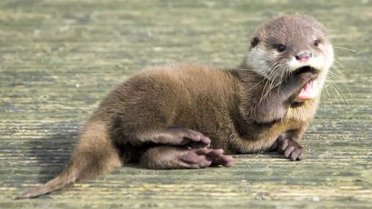 OTTER* Know About Potomac River Otters