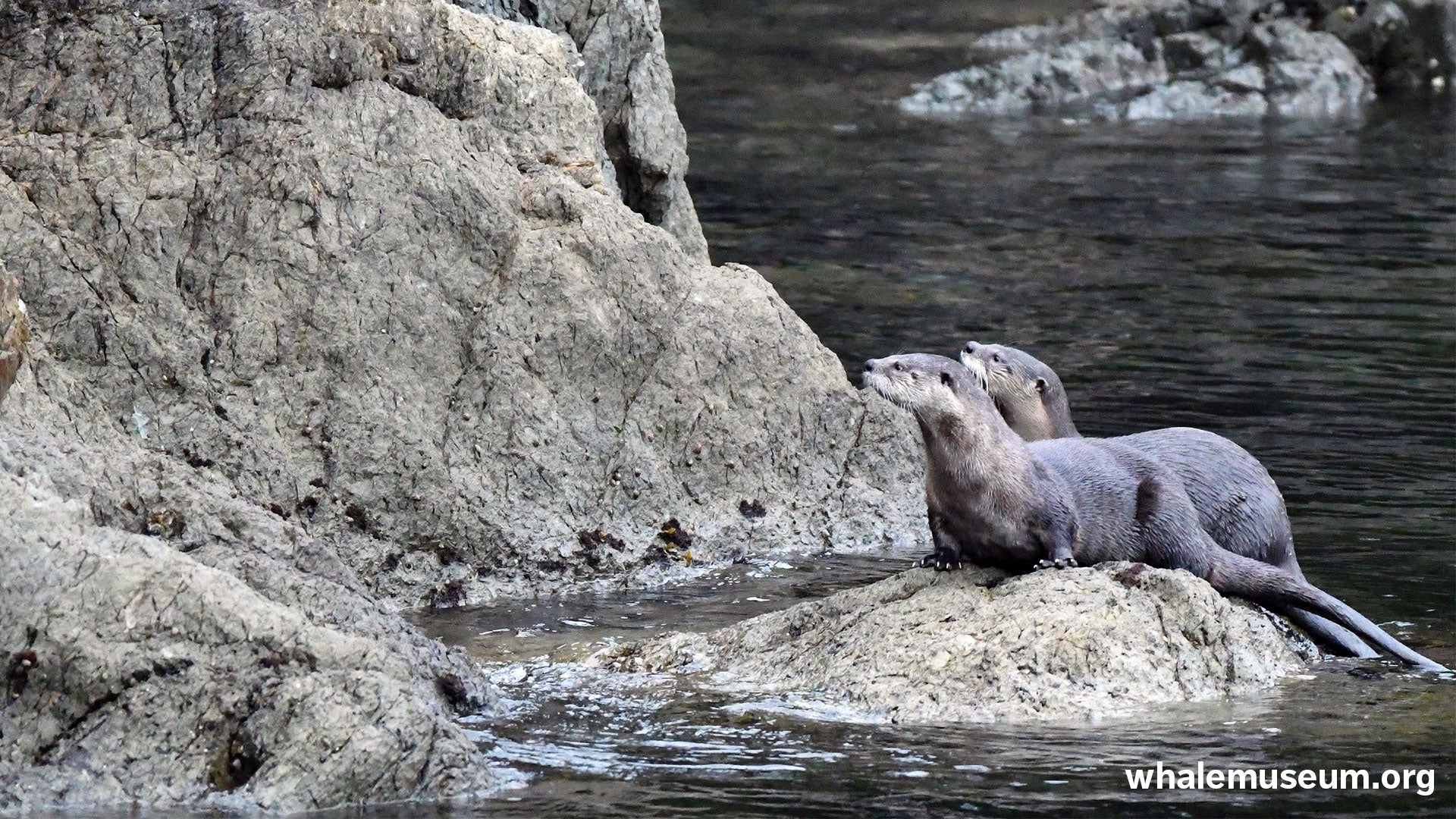River Otters Background. The Whale Museum