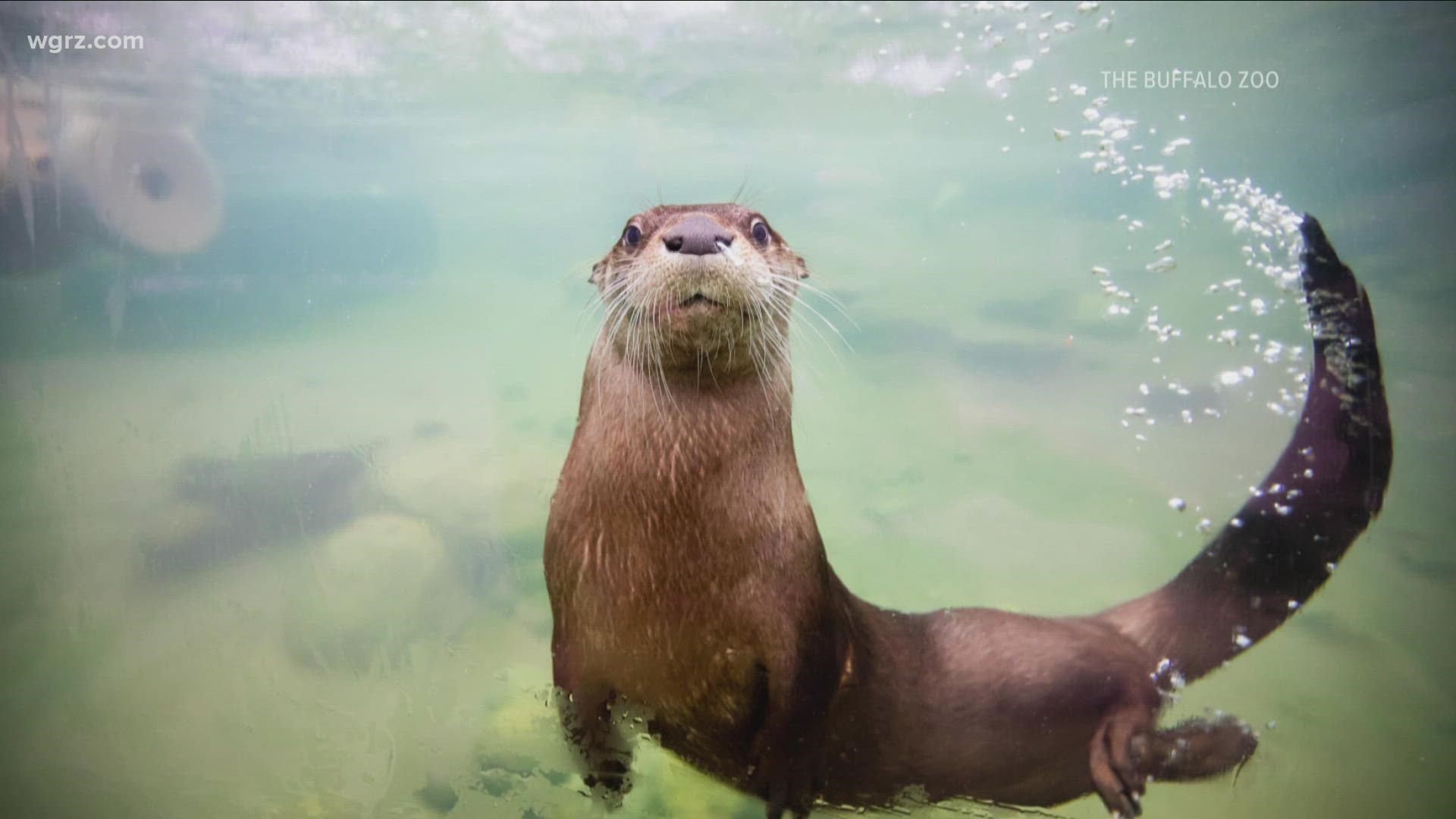 North American river otter 'Mindy
