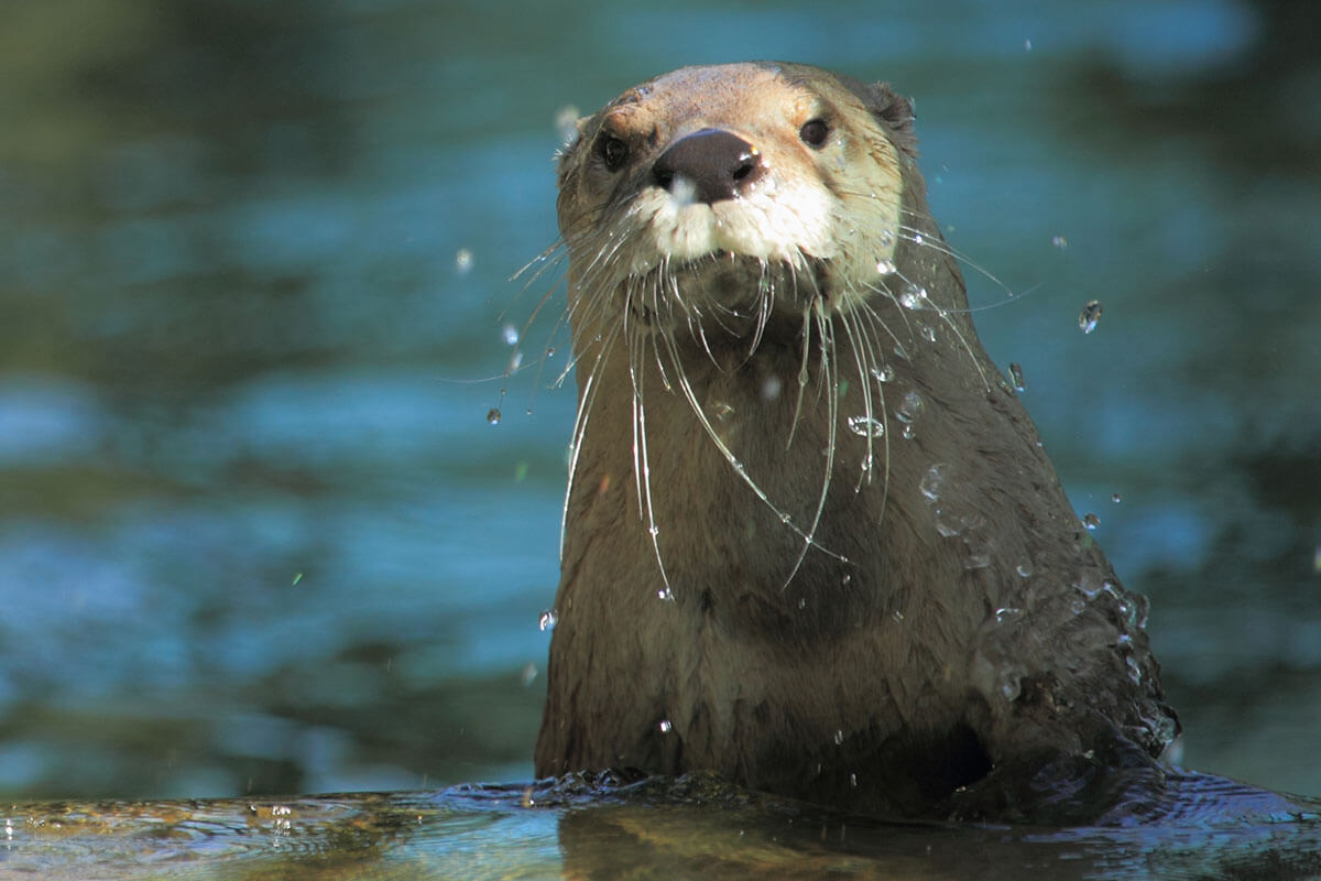 North American River Otters