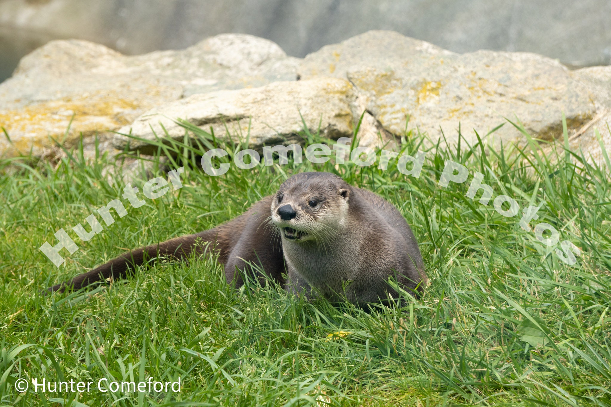 North American River Otter