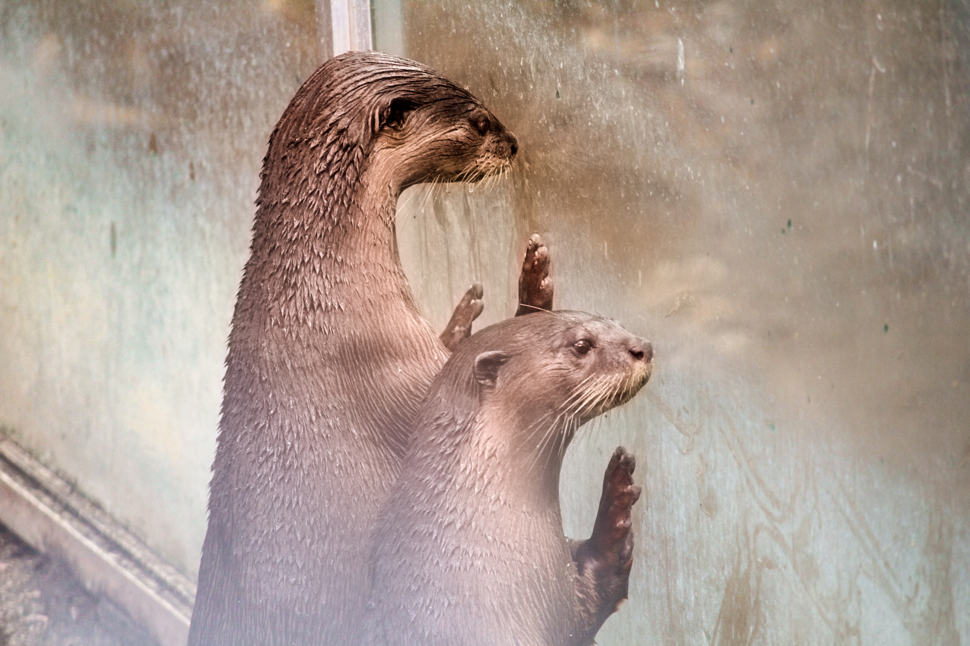 marine mammal, mustelidae, wildlife