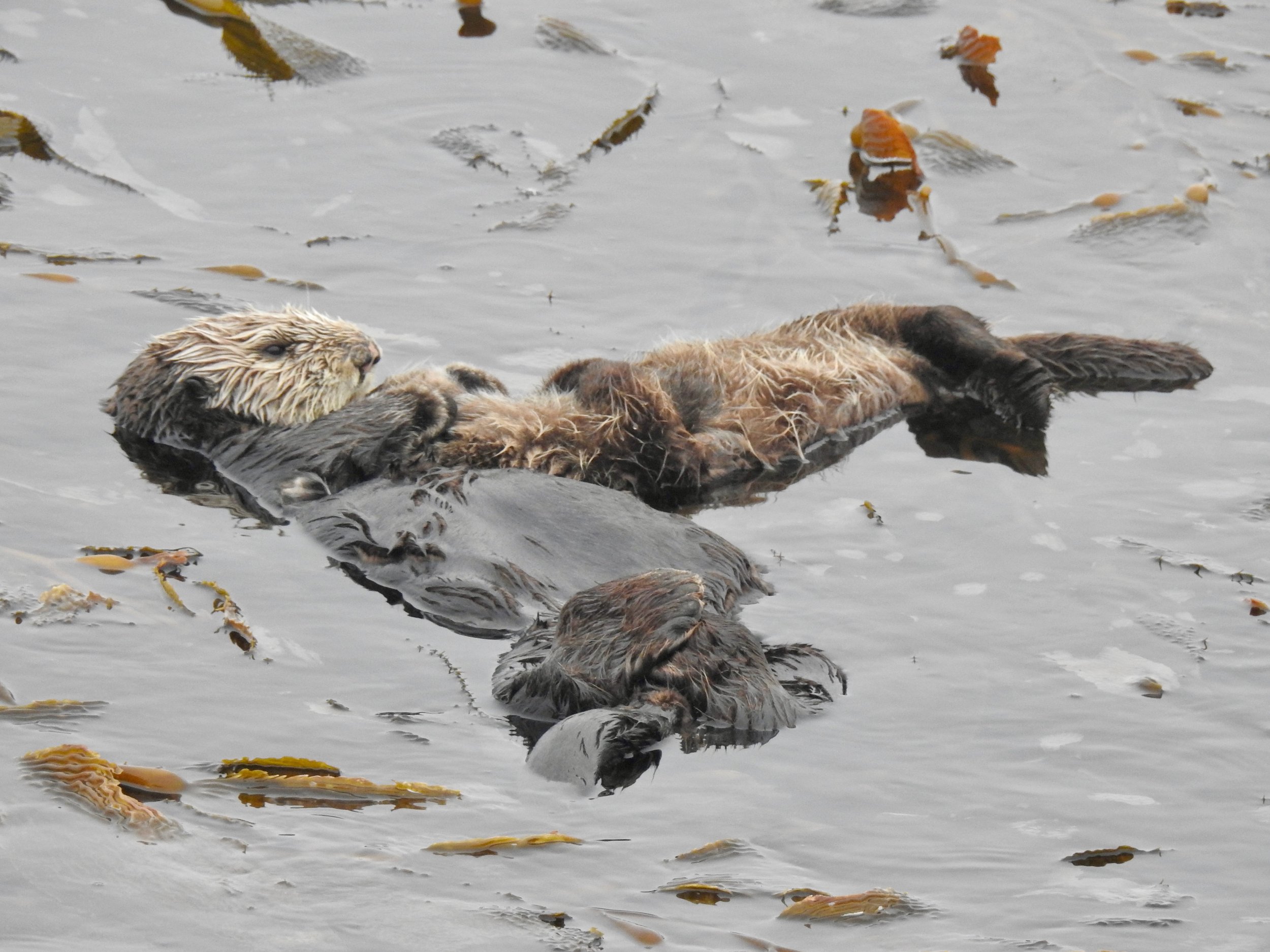 International Otter Survival Fund
