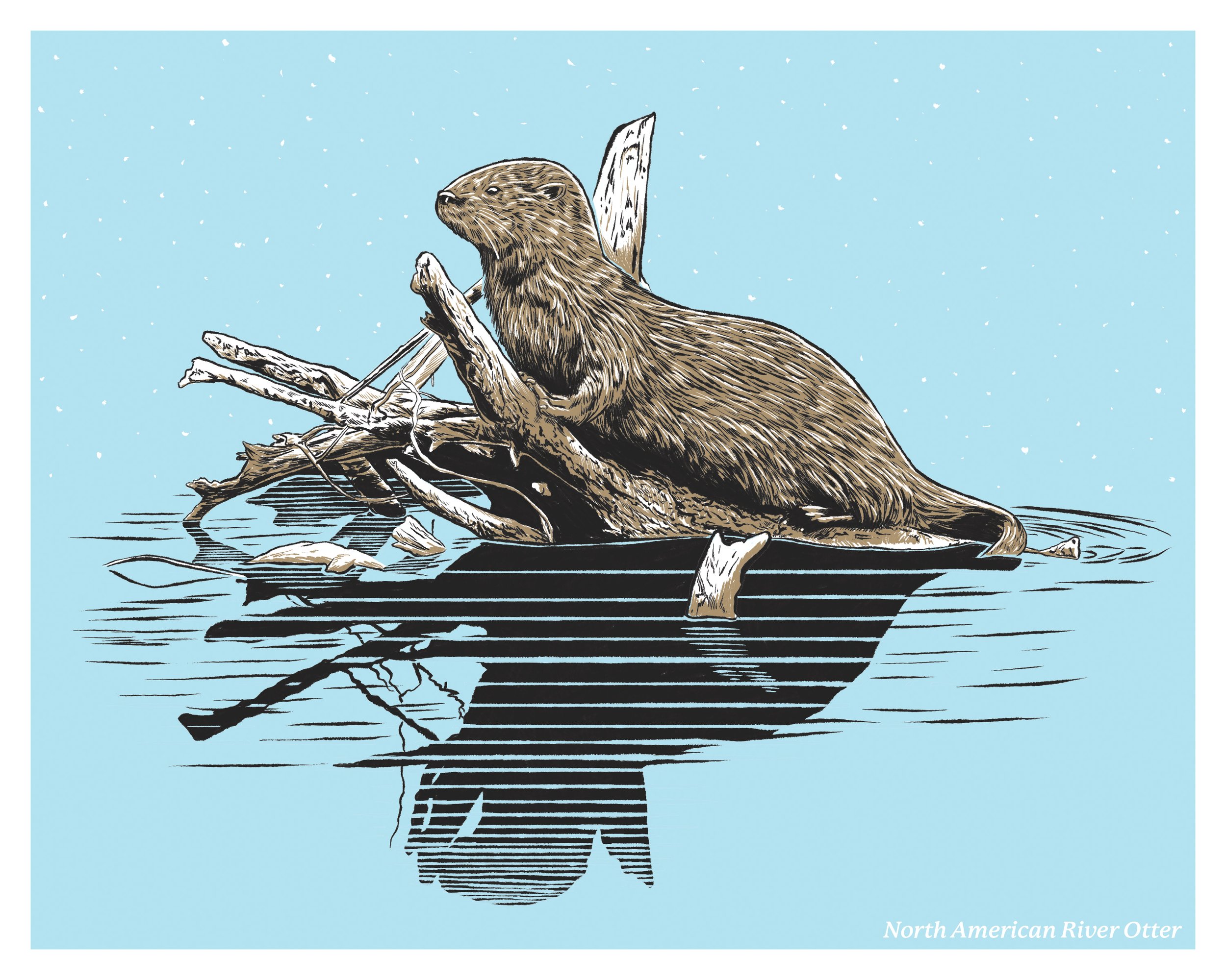 North American River Otter
