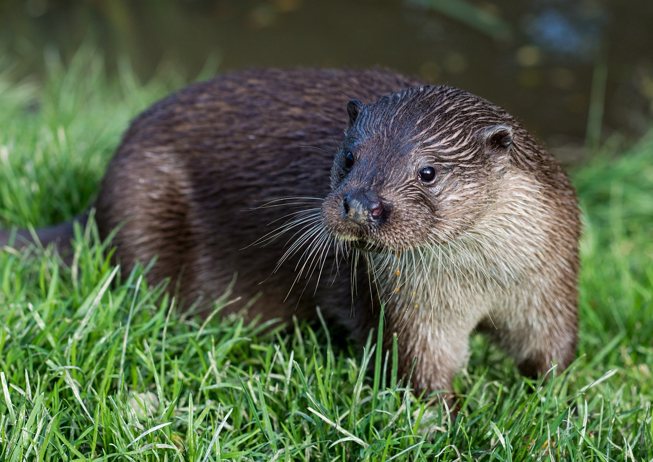 50,Free River Otter & Otter Image