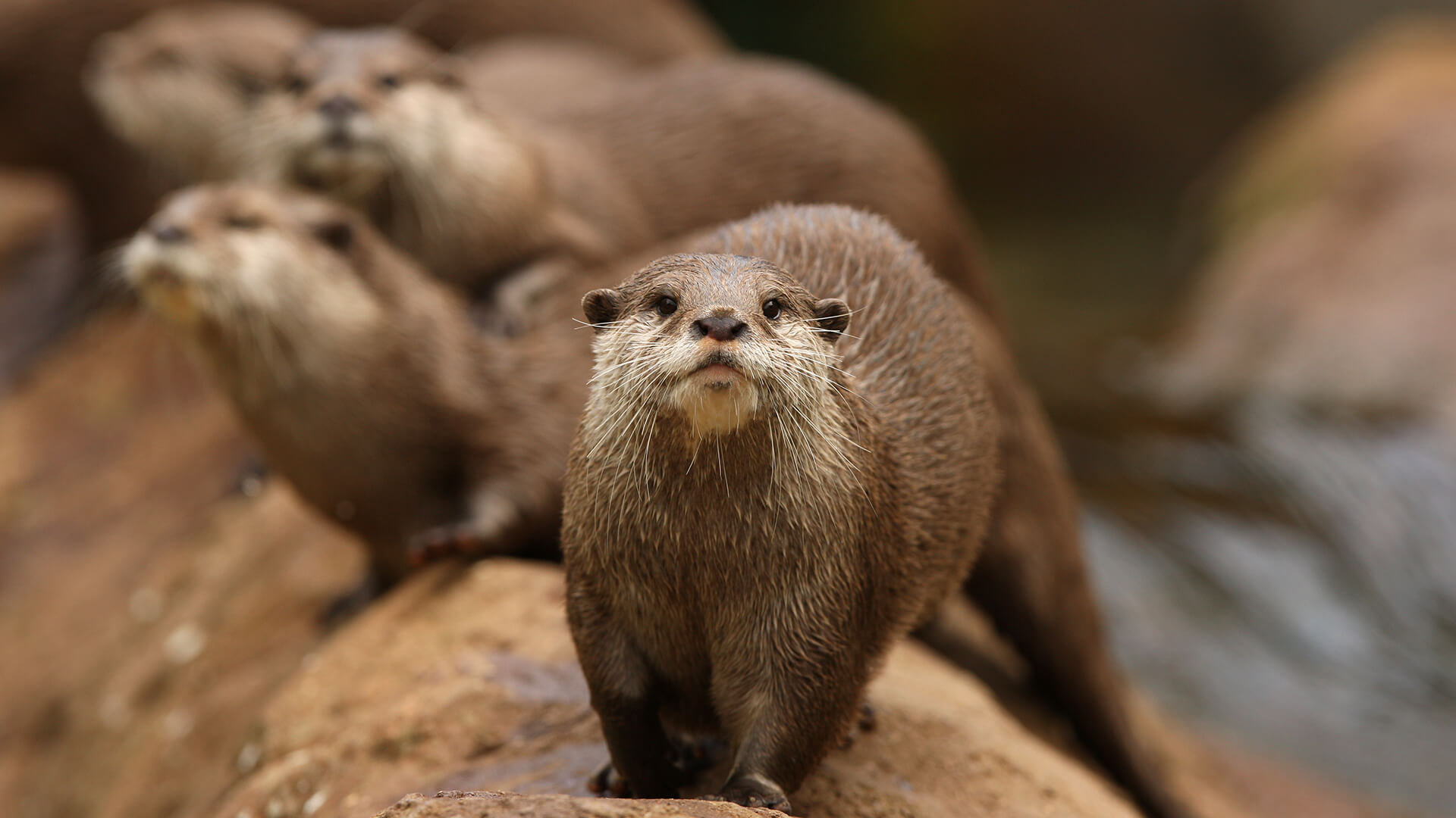 Otter. San Diego Zoo Animals & Plants