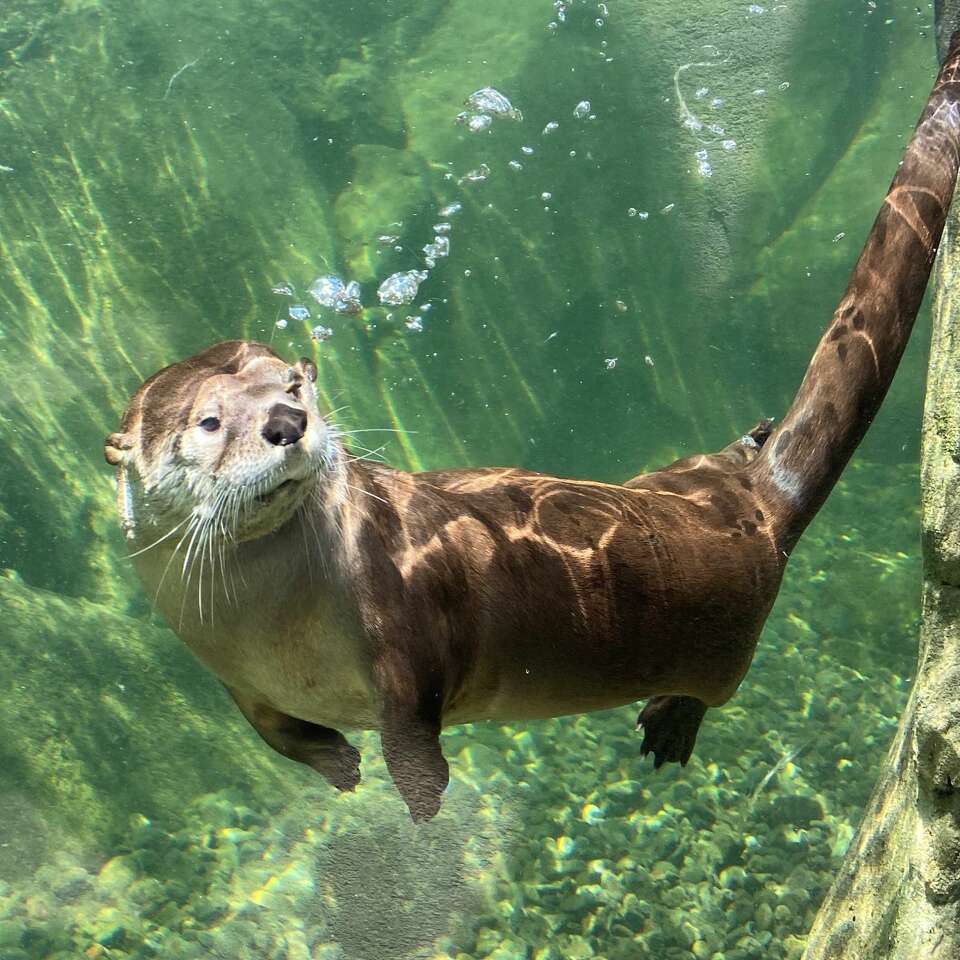 On California's river otters: 'The