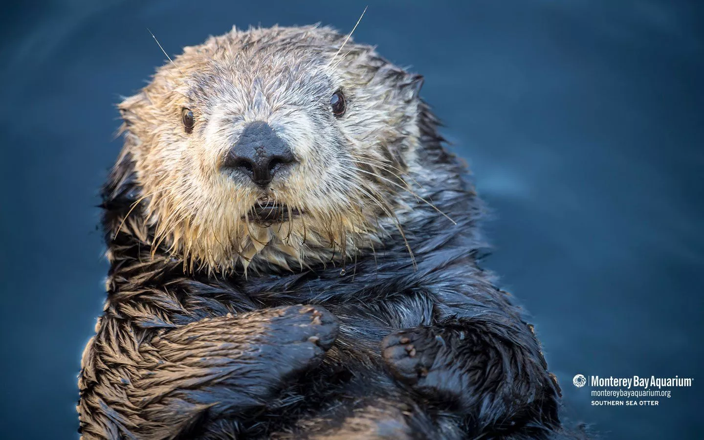 Southern sea otter. Wallpaper