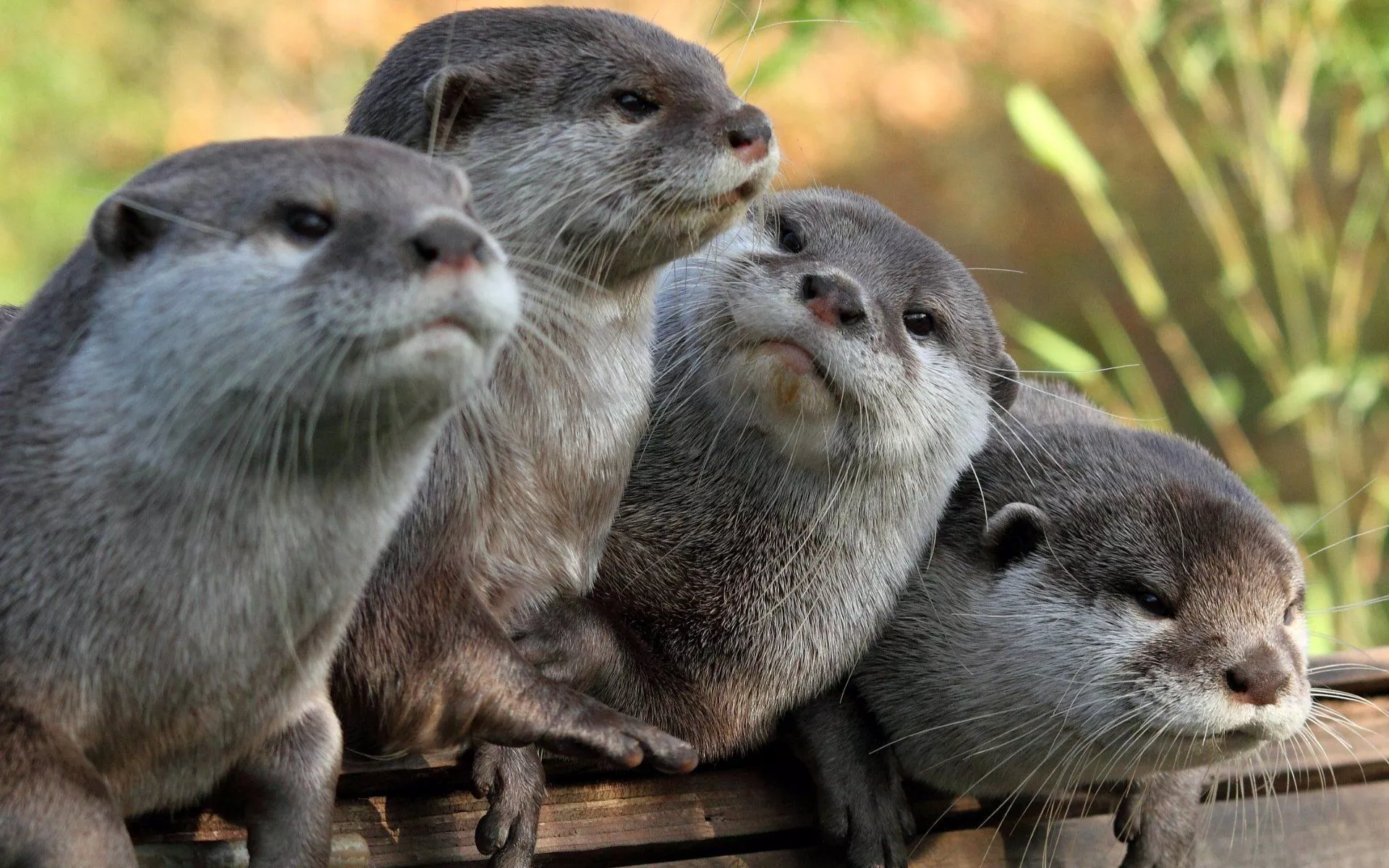 Adorable Otters: A Charming HD Wallpaper
