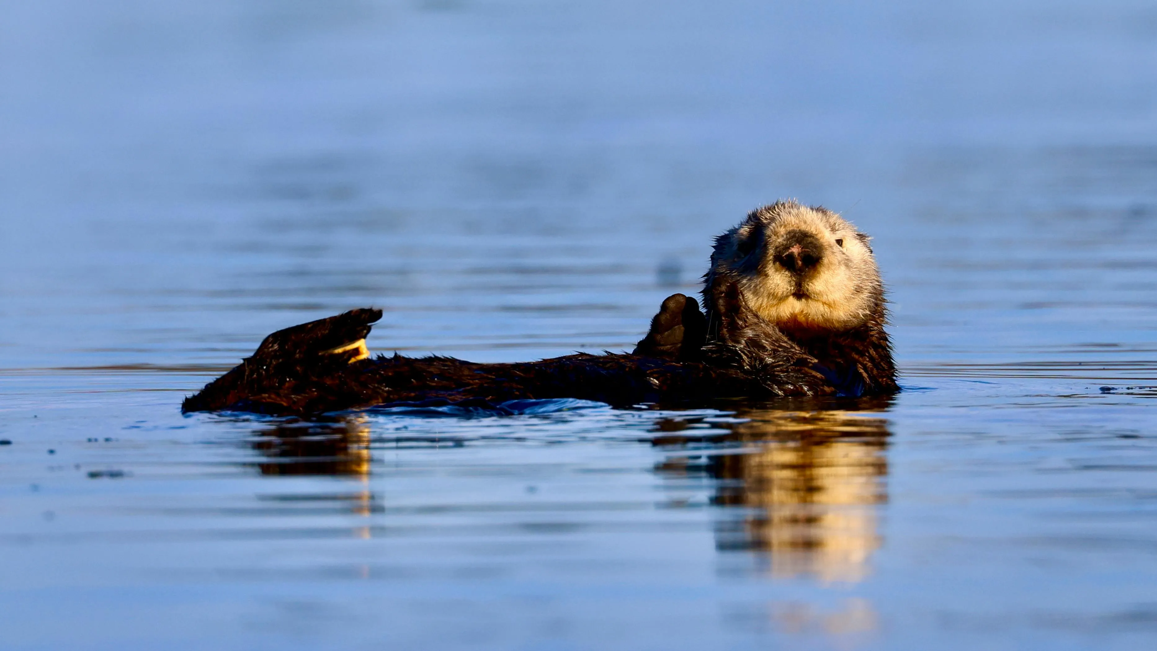 Sea Otter Photo, Download The BEST Free Sea Otter & HD Image