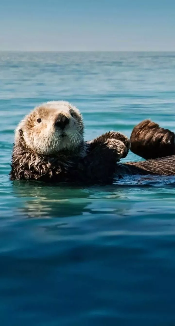 Adorable sea otters swimming together