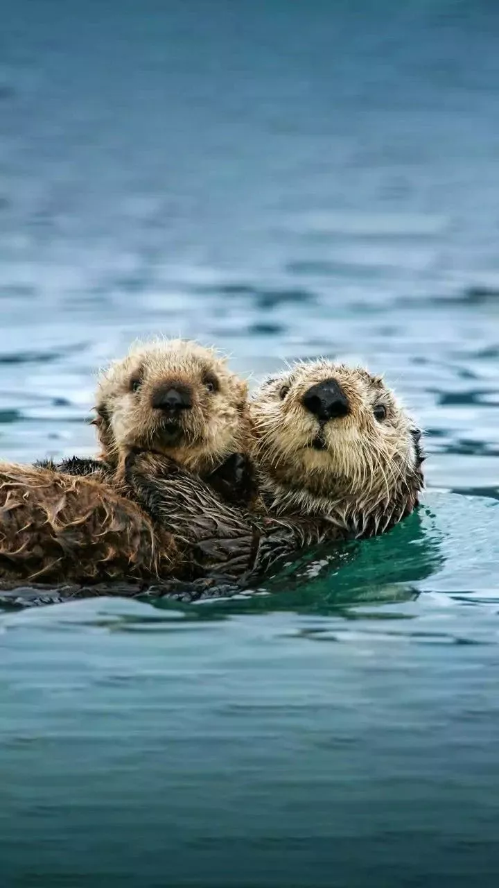 Adorable Sea Otters Swimming Together
