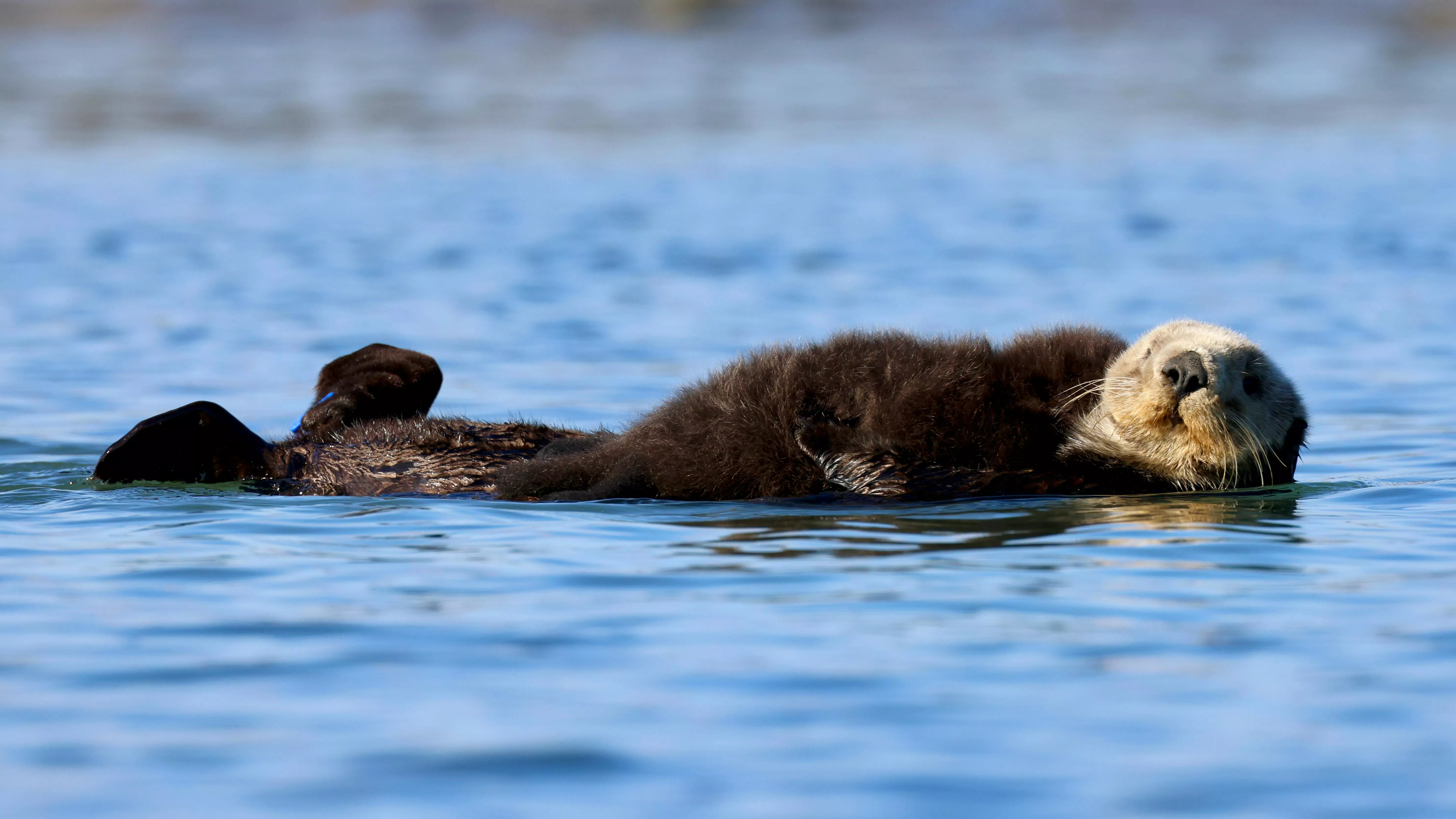 Close Up Shot of a Sea Otter · Free
