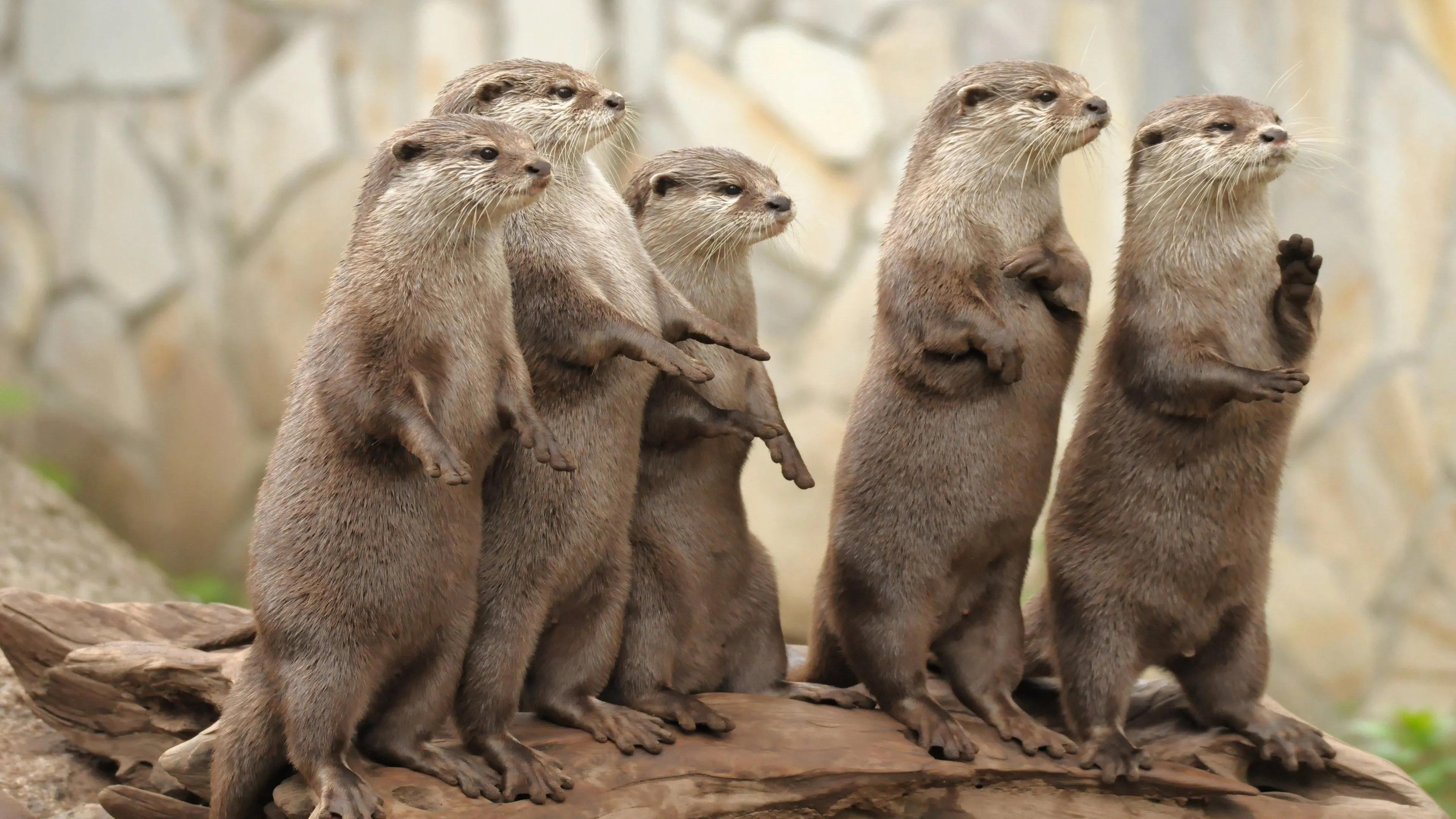 Otter Wallpaper