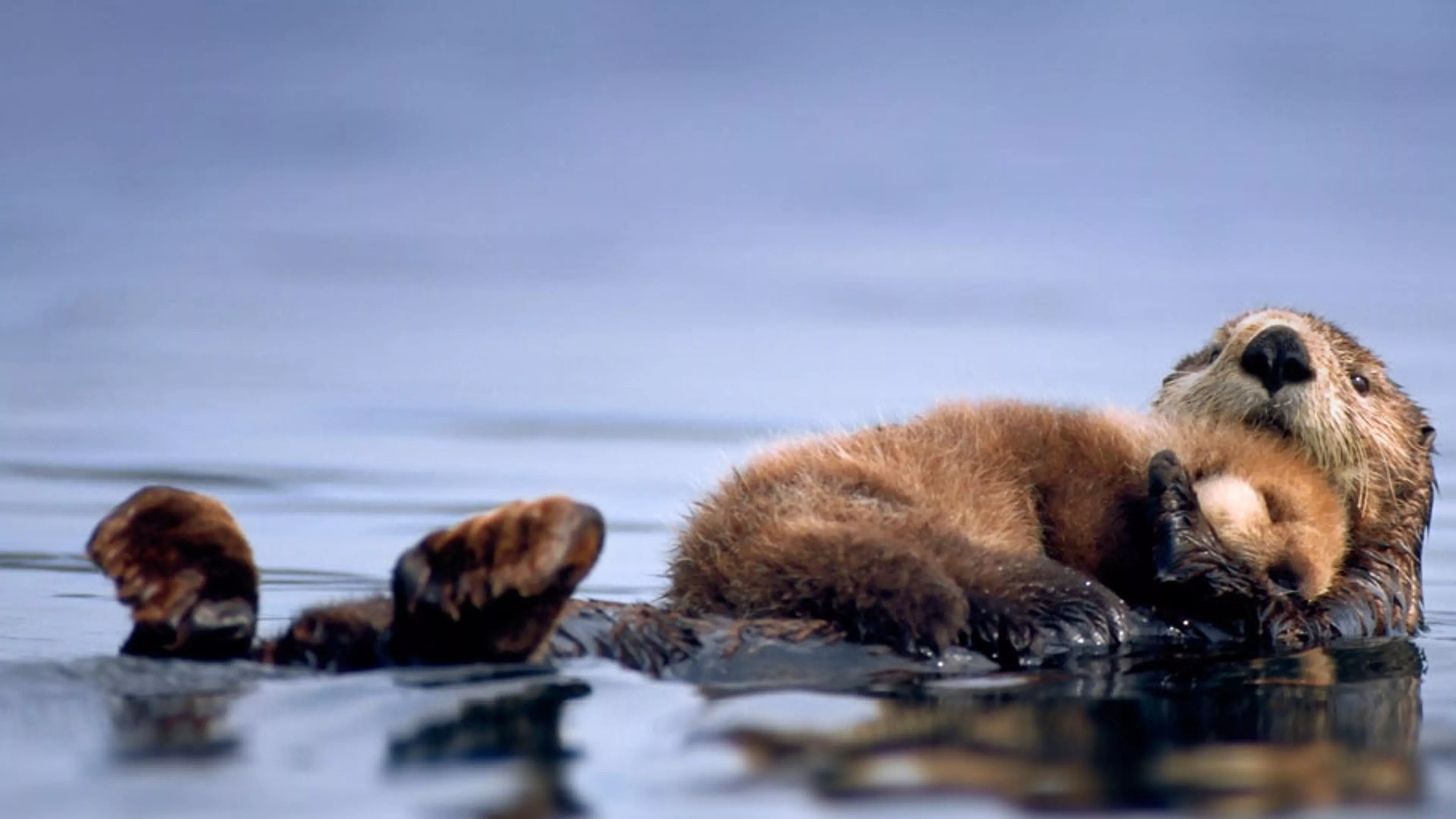 newborn pup resting on her chest