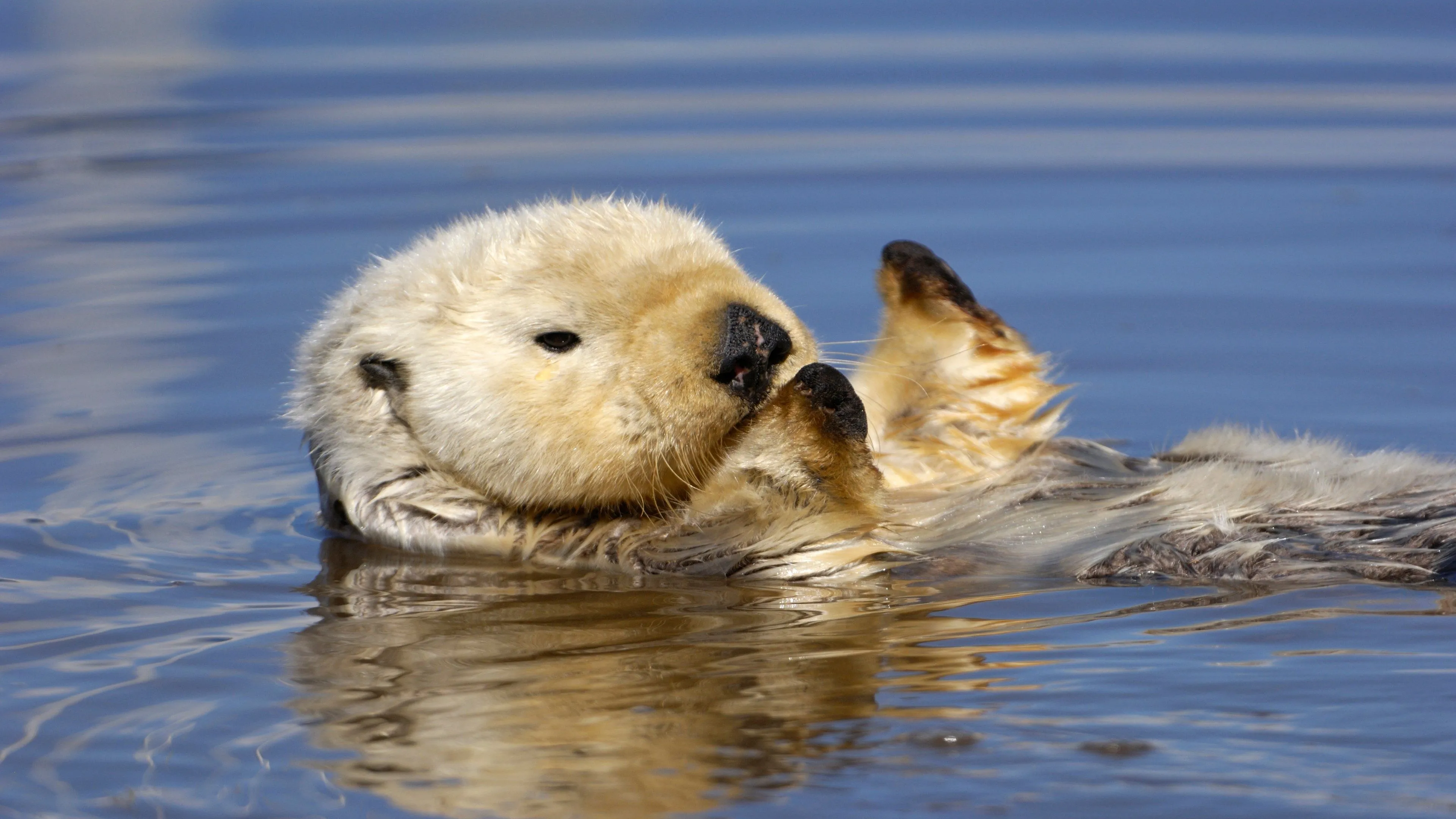 Otter Wallpaper
