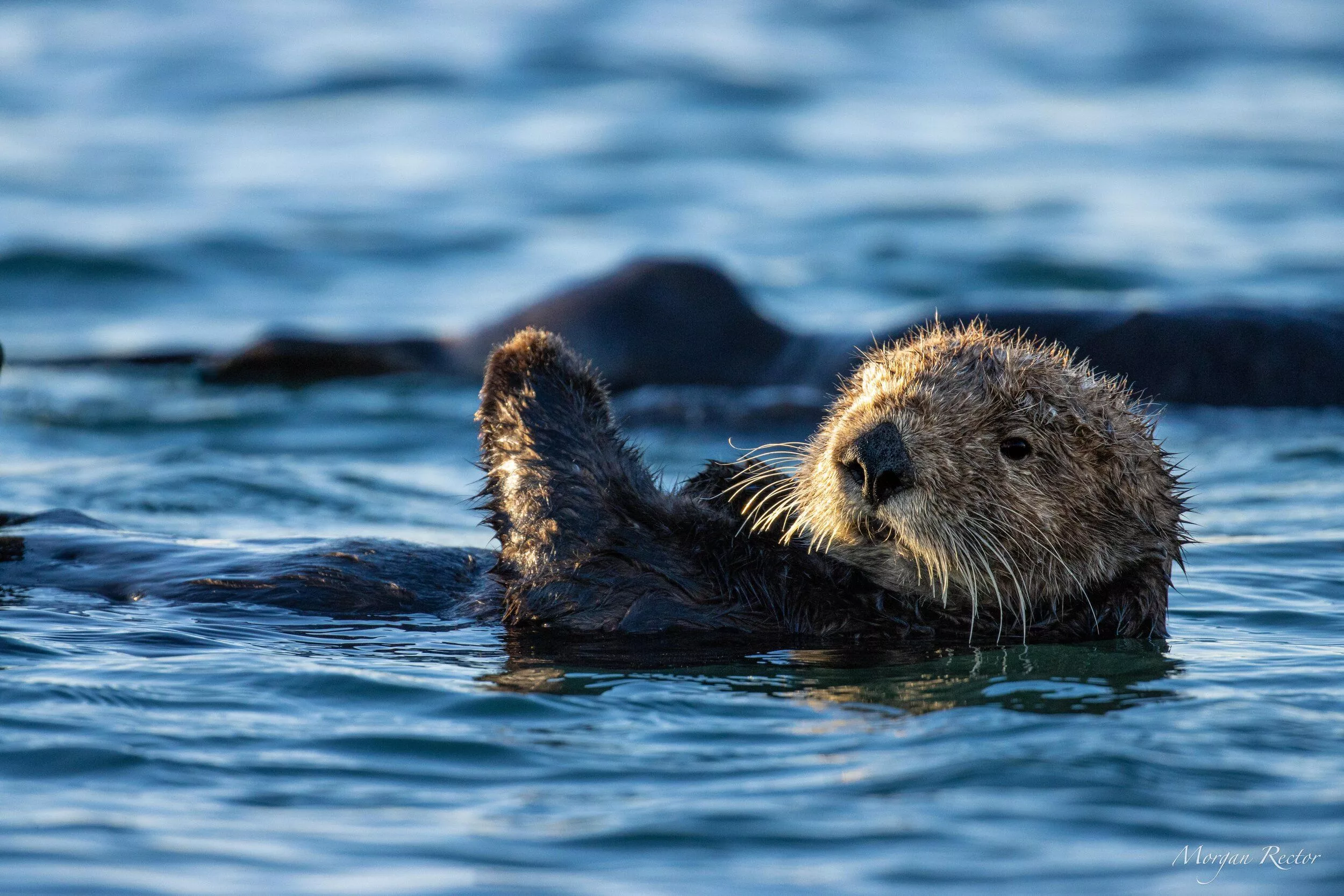 Southern Sea Otters of Monterey Bay