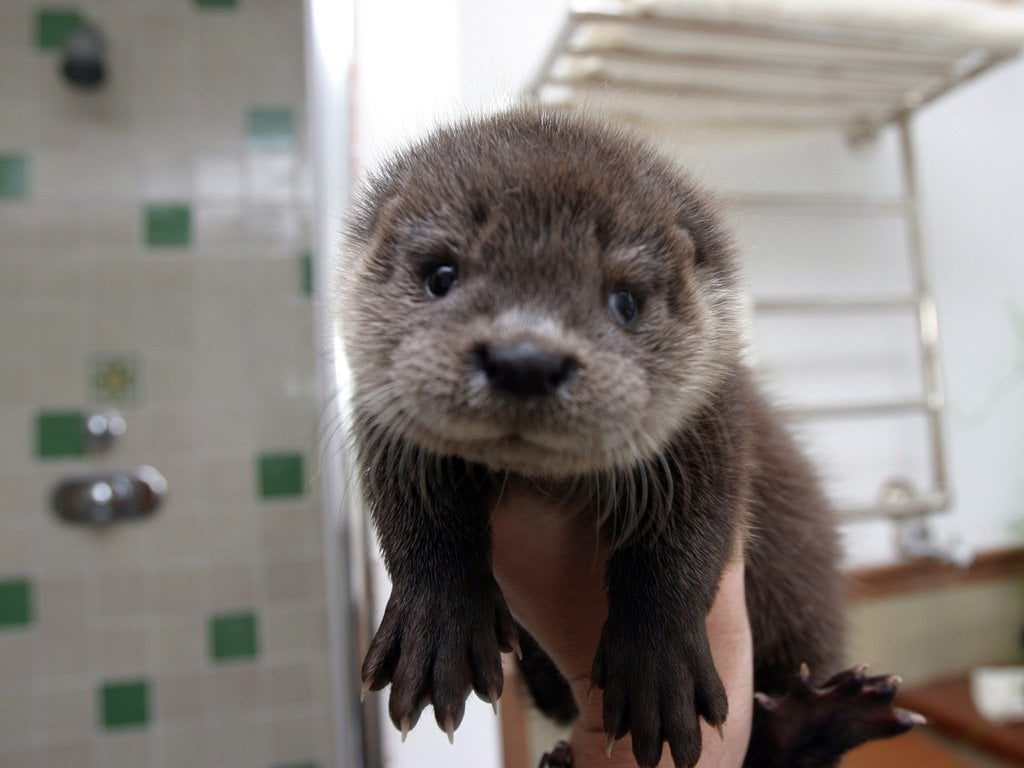 Baby otters might be the cutest thing