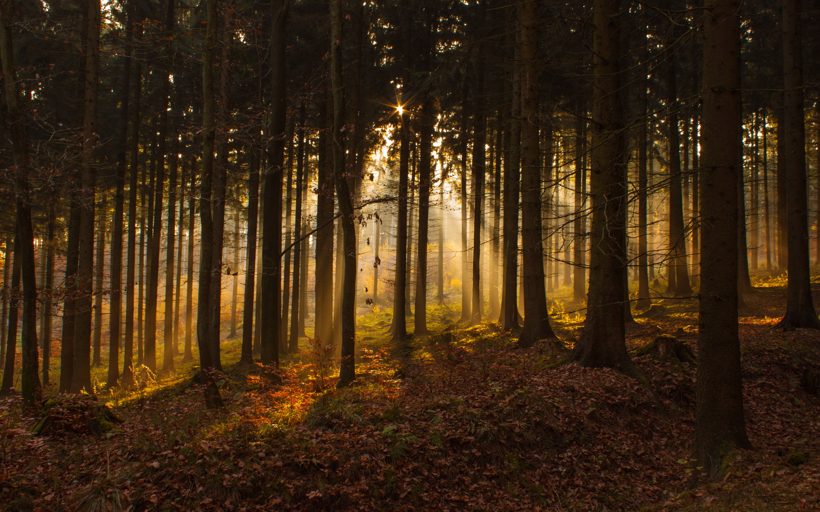 Download Nature Forest Wallpaper