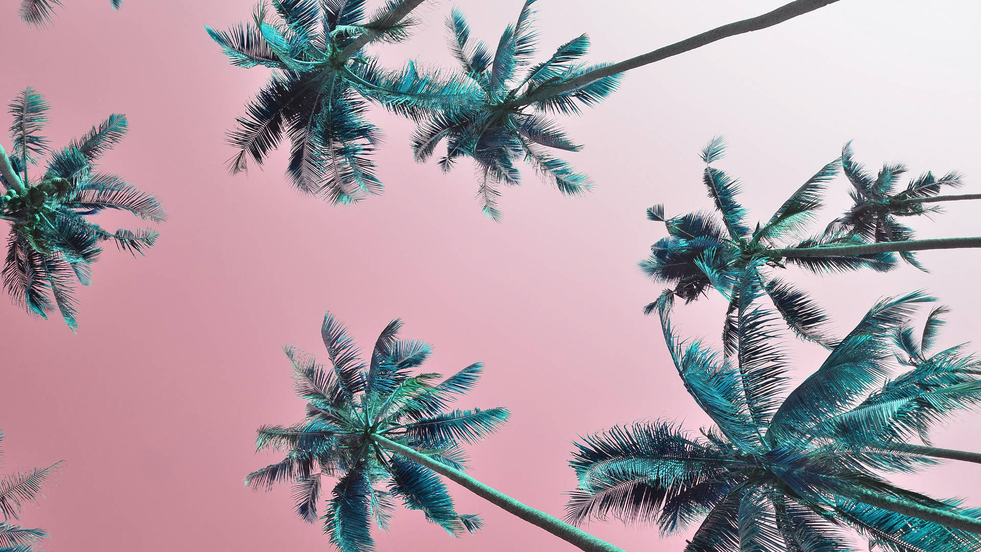 Summer Beach Trees Wallpaper