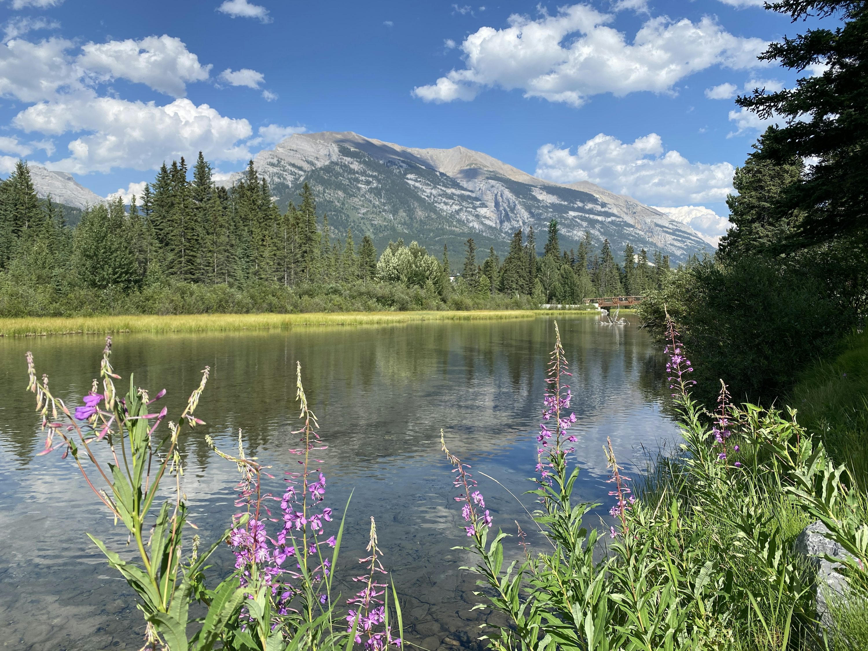 A lake with purple flowers in