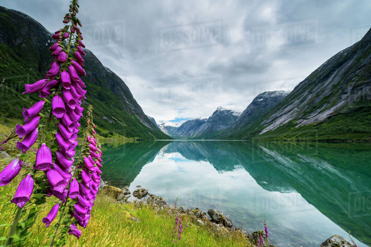 Wild flowers on shores of Jolstravatnet