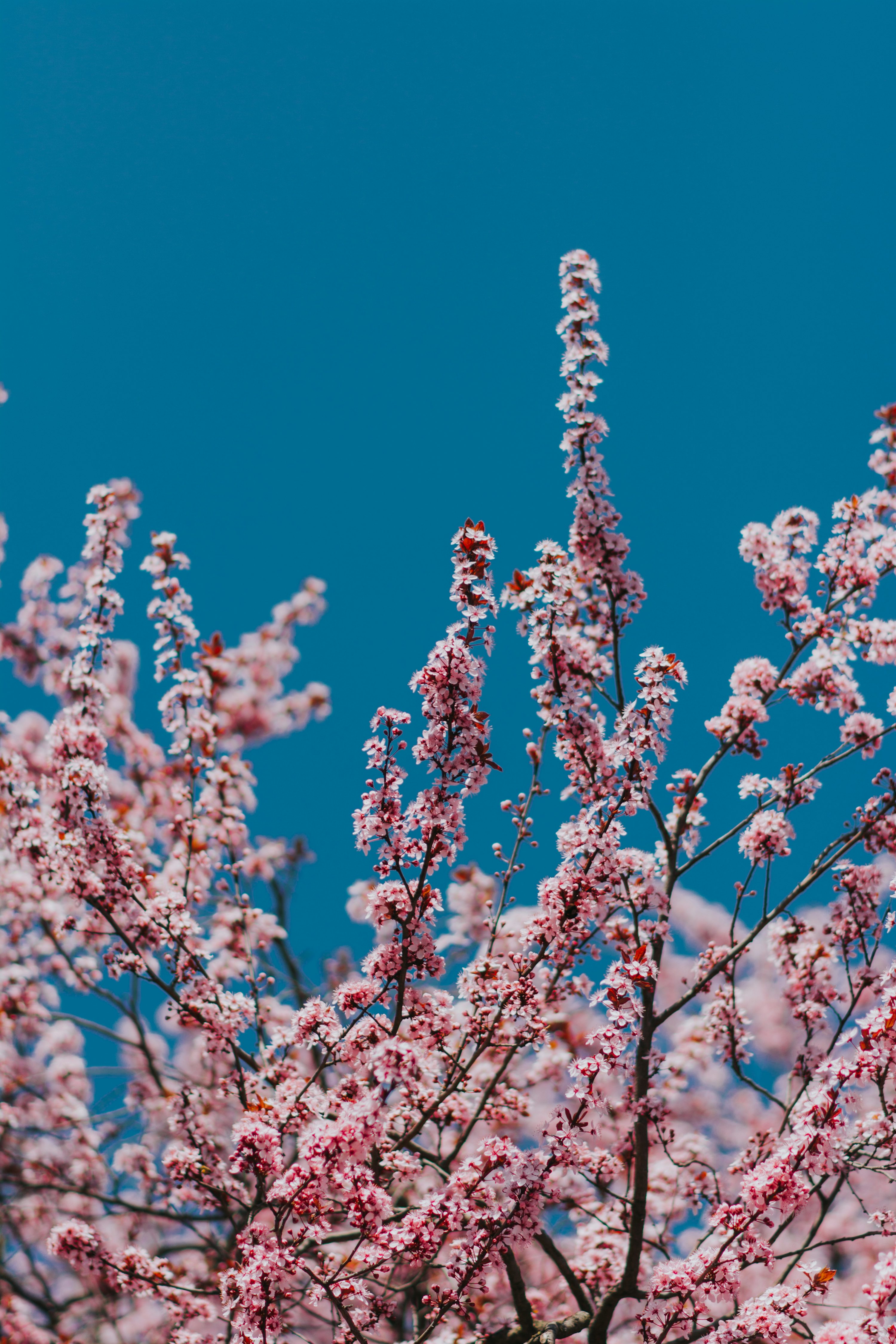 Pink cherry blossom tree under clear