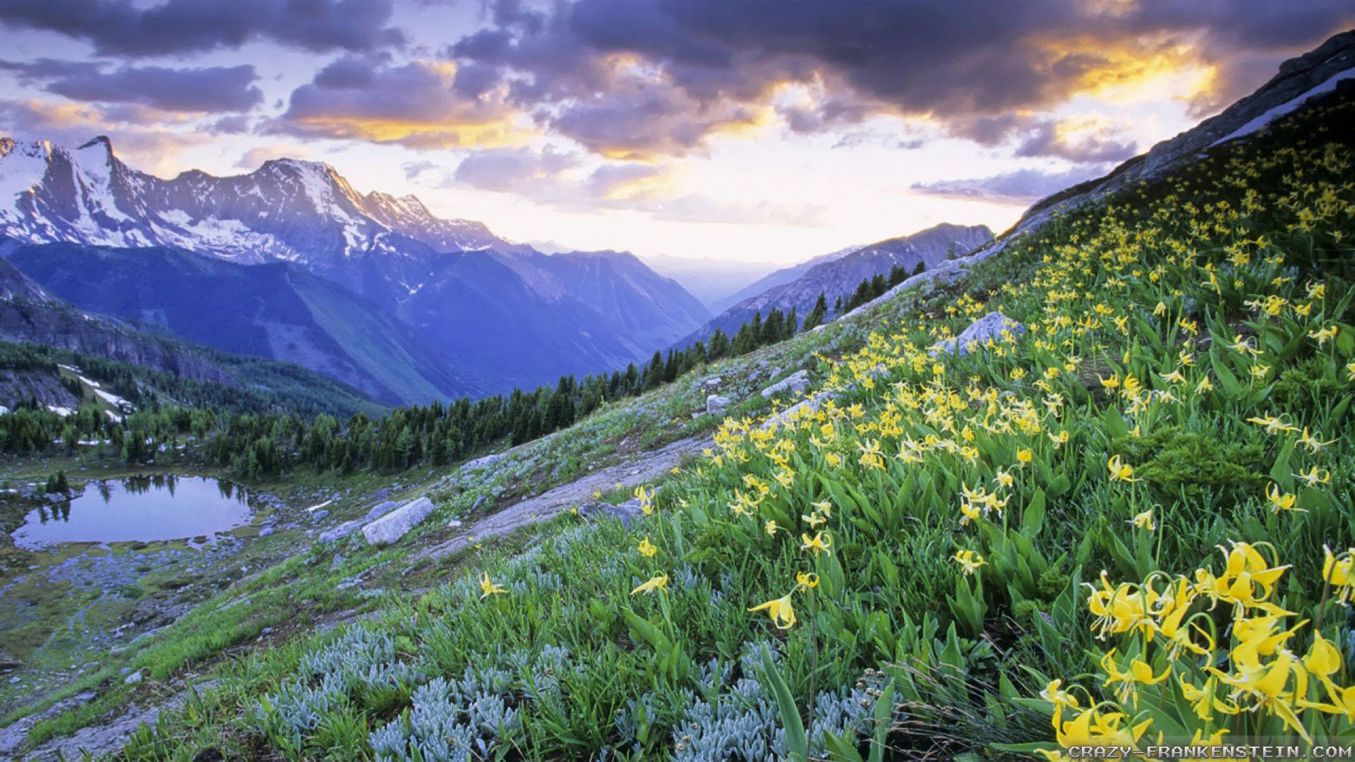 Spring Flower Field On Mountain