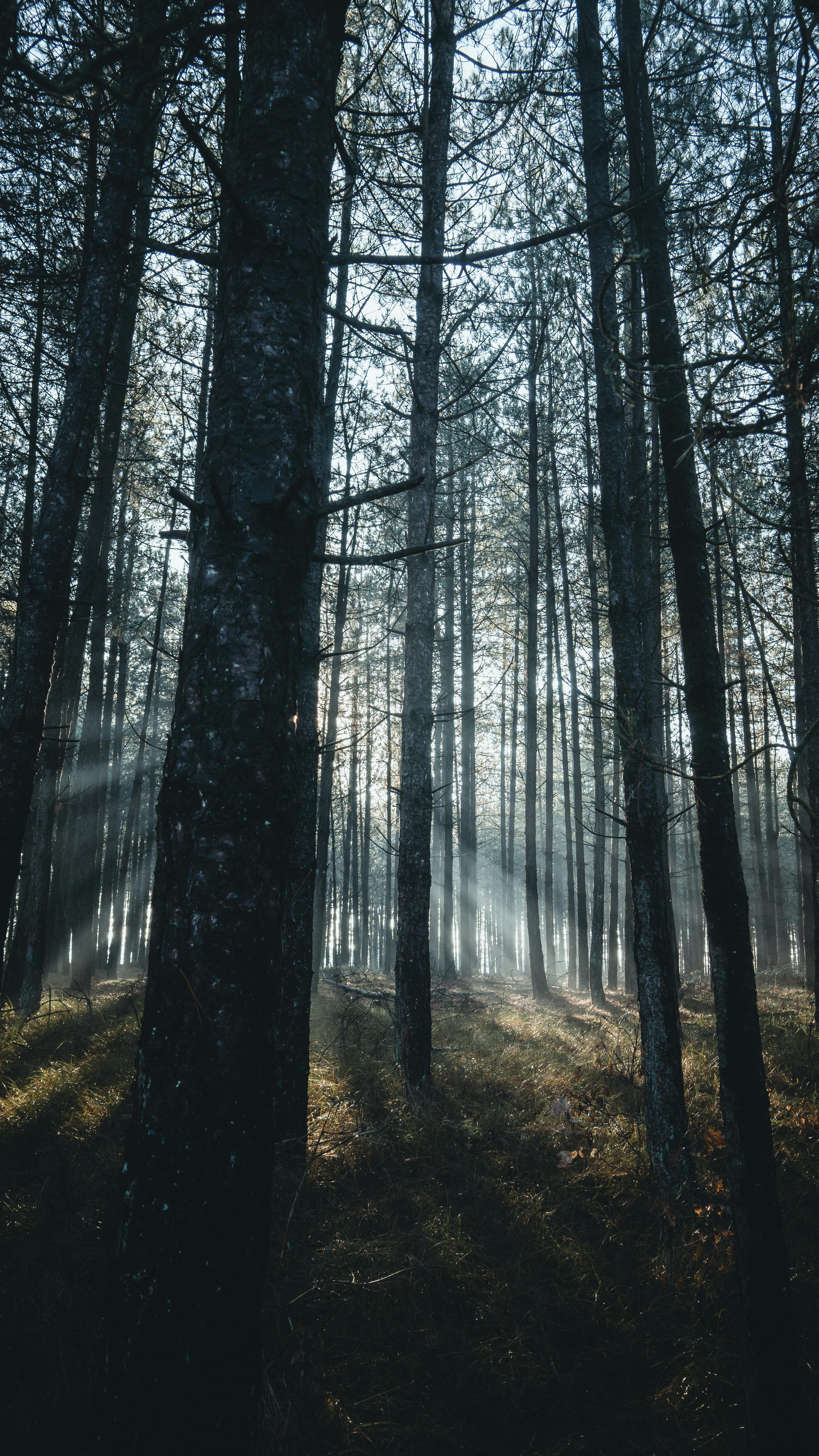 Tall trees growing in summer forest