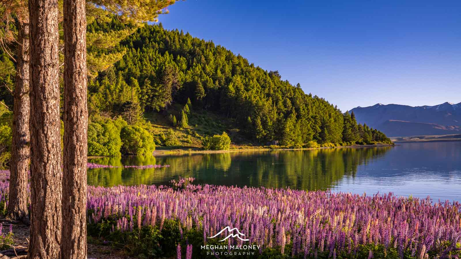 New Zealand to See Lupins