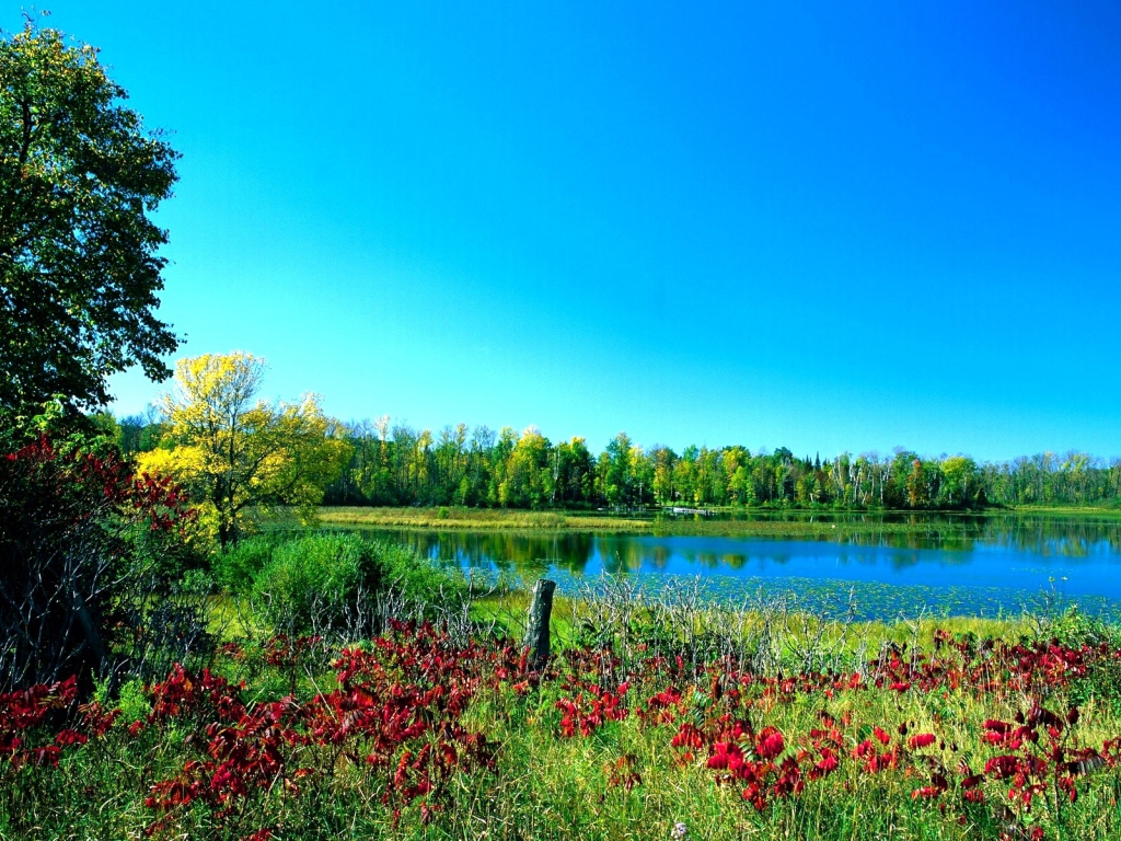 summer forest Desktop wallpaper 1024x768